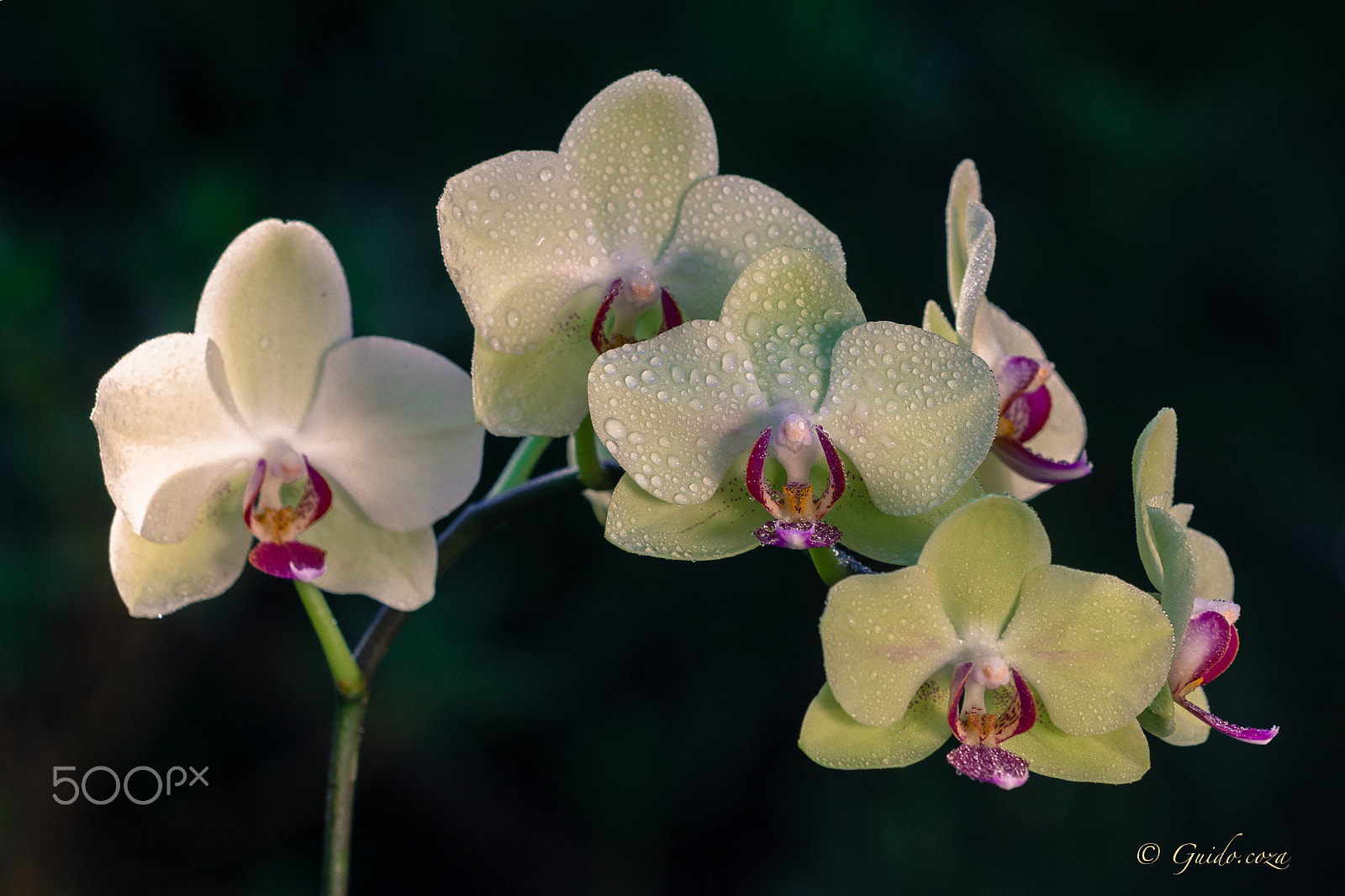 Sigma APO Macro 150mm f/2.8 EX DG HSM sample photo. Moth orchid photography