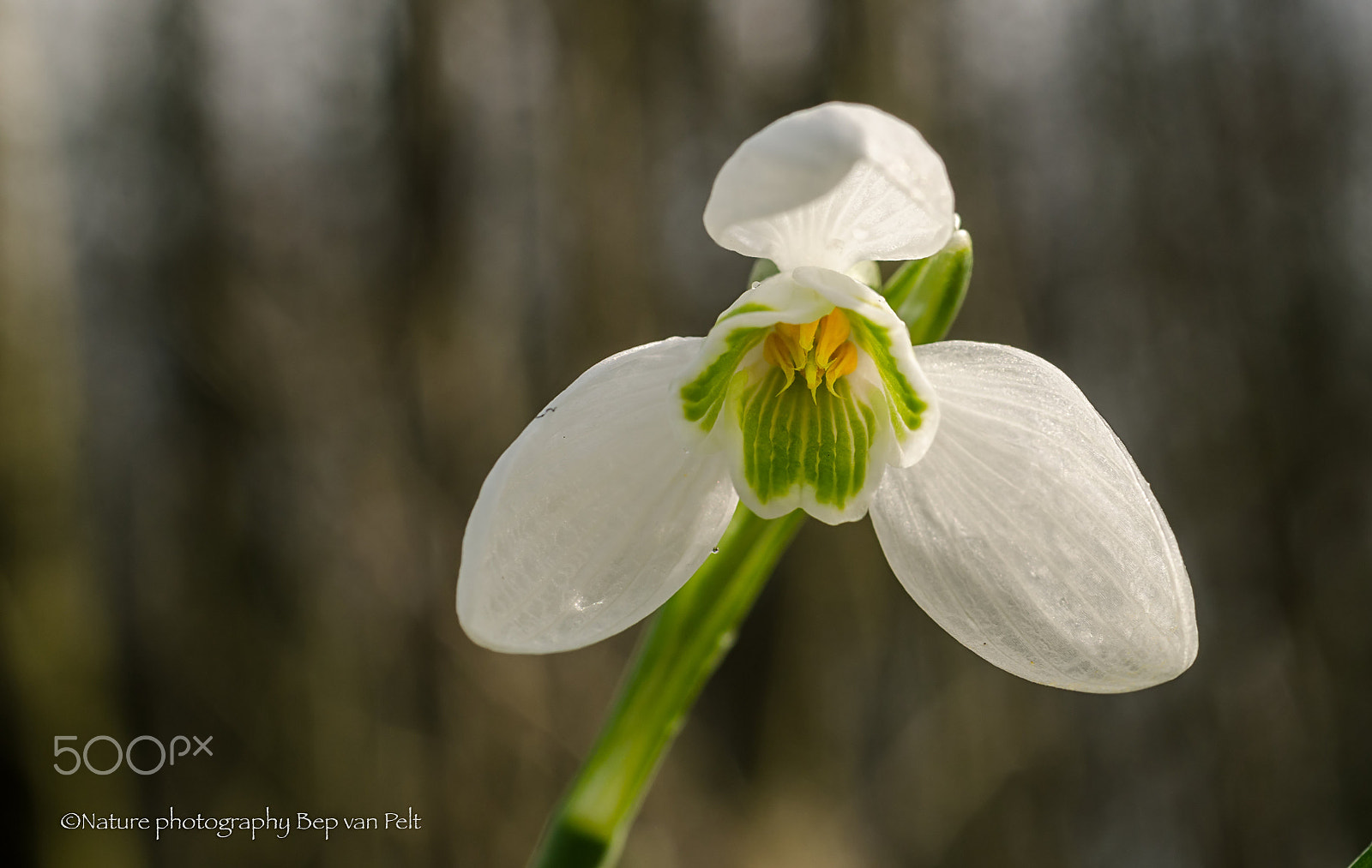 Nikon D7000 + Sigma 50mm F2.8 EX DG Macro sample photo. Snowdrop photography