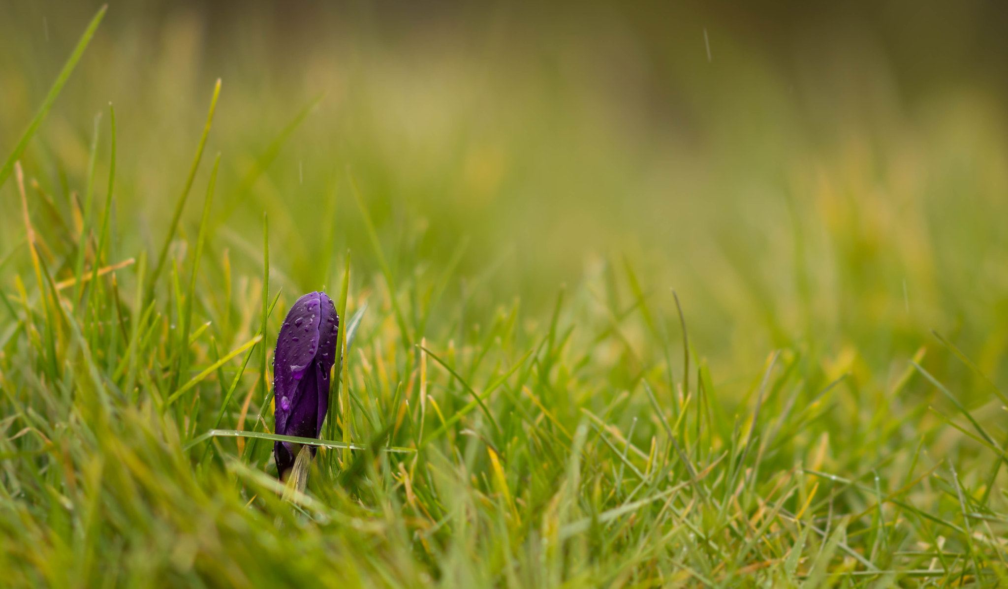 Sony Sonnar T* 135mm F1.8 ZA sample photo. Purple rain ! photography