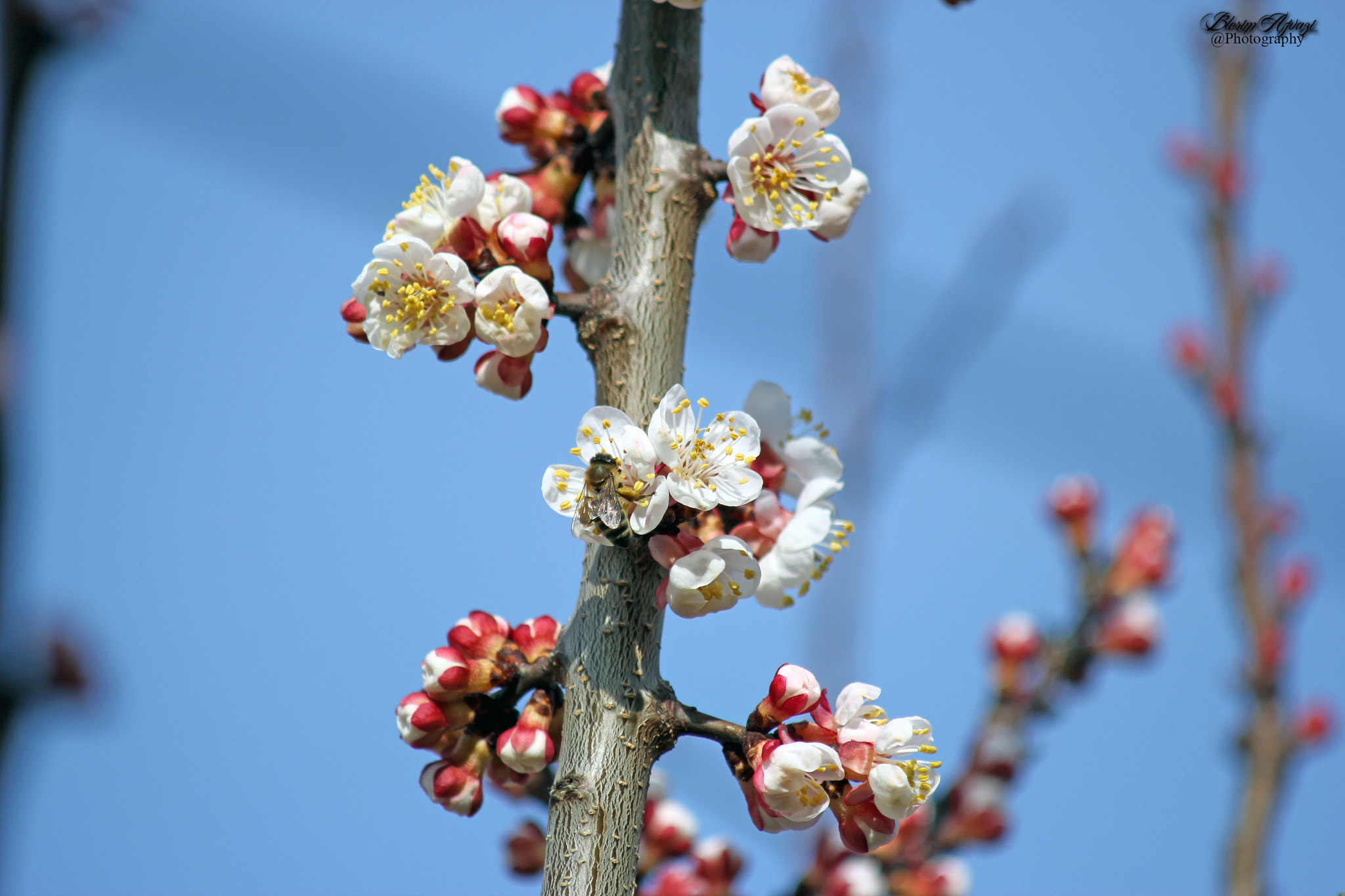 Canon EF 80-200mm F4.5-5.6 II sample photo. Springtime almost here photography