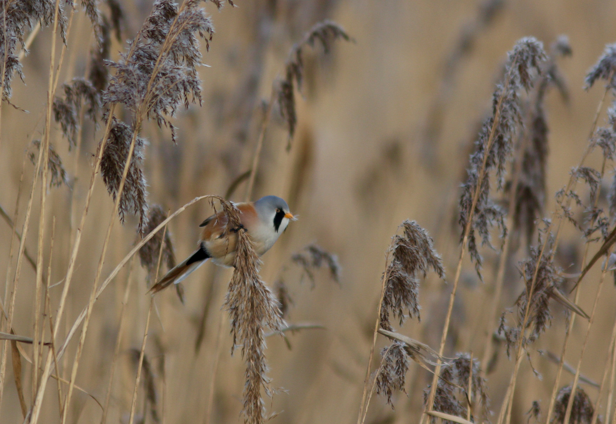 Canon EF 300mm F4L IS USM sample photo