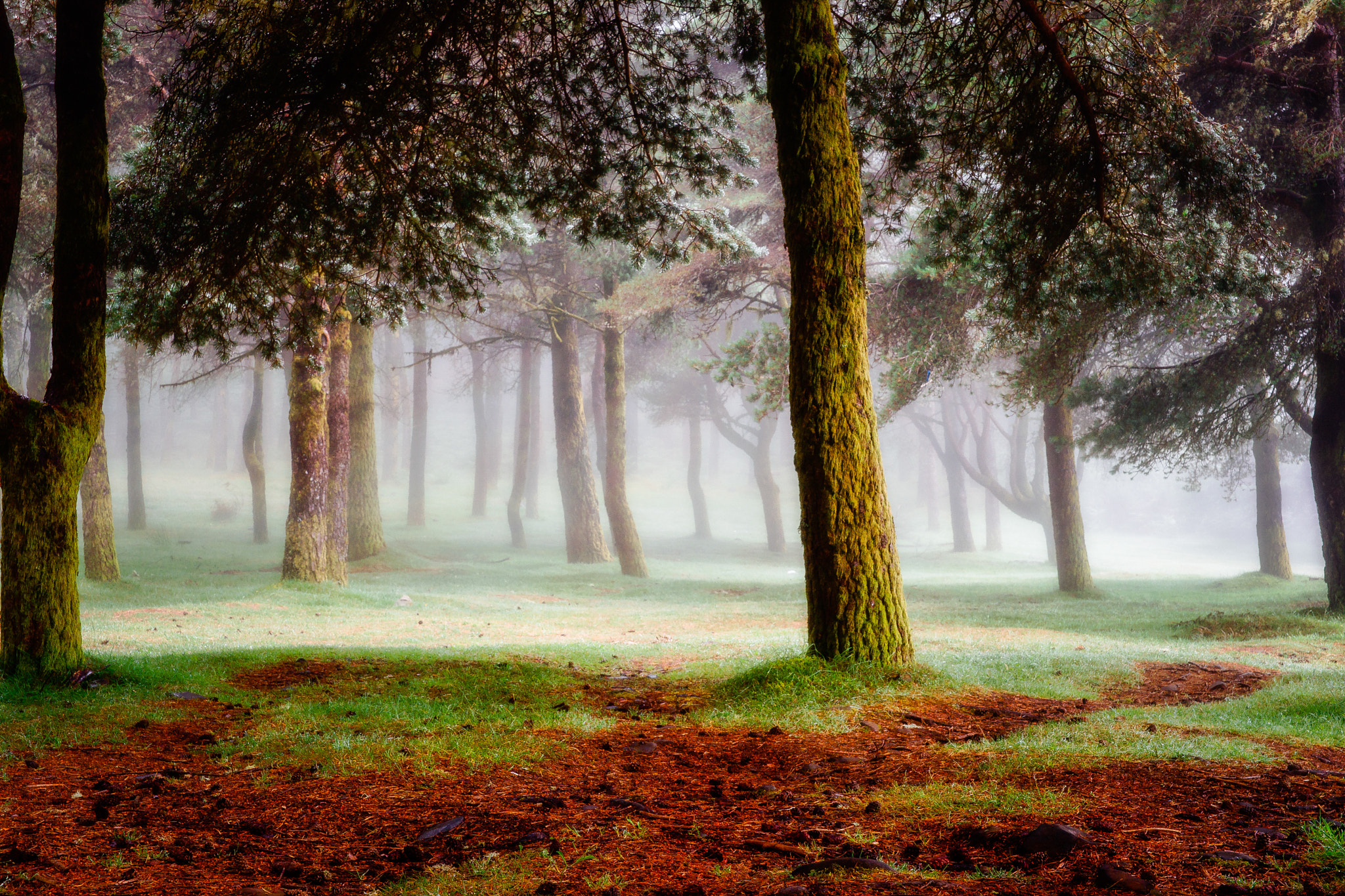 24-70mm F2.8 sample photo. Foggy forrest 1 photography