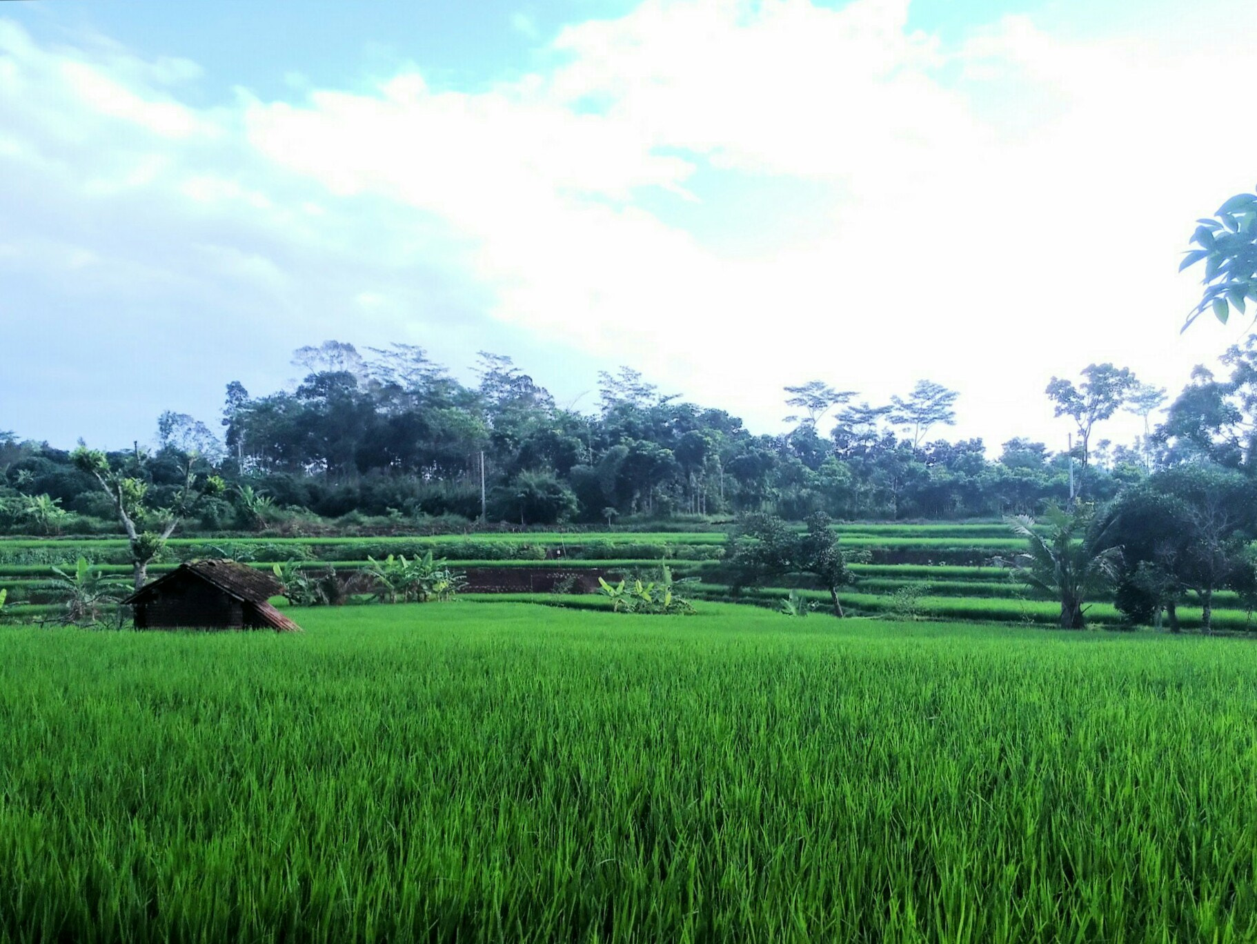 ASUS PadFone sample photo. Rice field photography