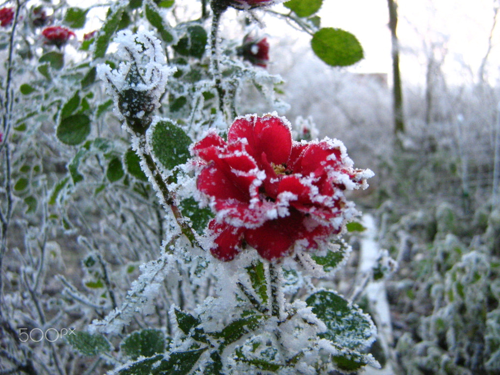 Canon POWERSHOT A430 sample photo. Rose im eis photography
