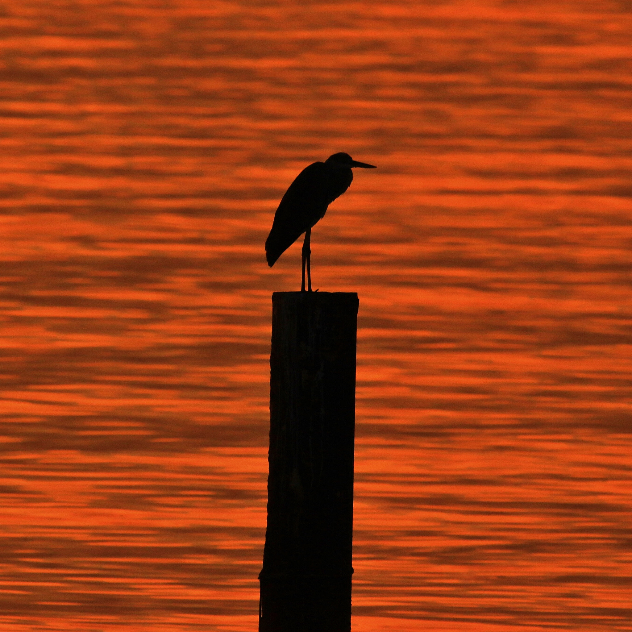 Canon EF 100-400mm F4.5-5.6L IS USM sample photo. Sunset kuwait photography