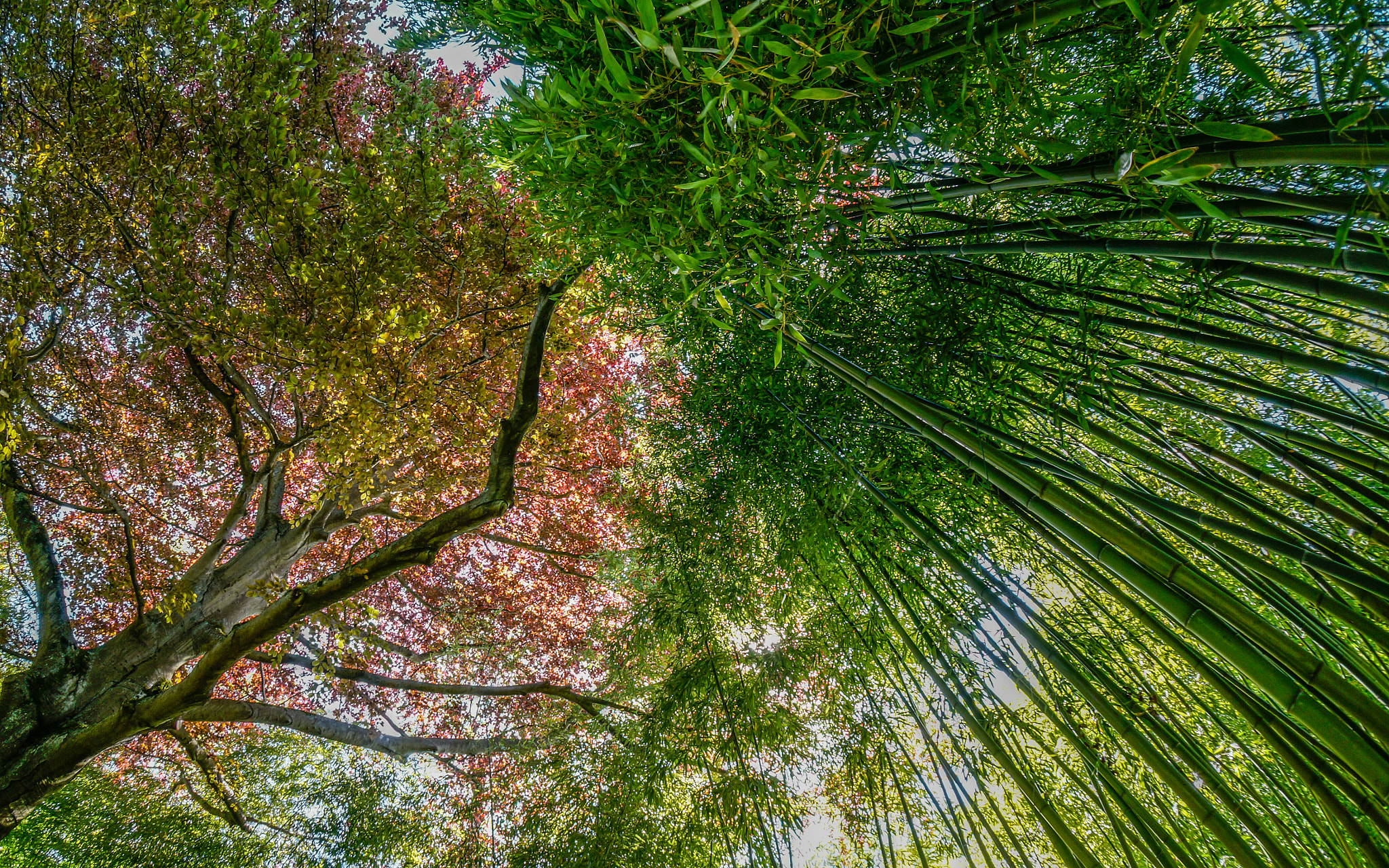 Sony Alpha NEX-6 + Sony E 16mm F2.8 sample photo. Trree and bamboos photography