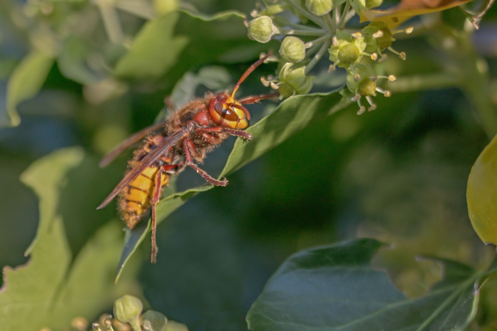 Sigma 150mm f/2.8 EX DG OS HSM APO Macro sample photo. Hornisse 2 photography