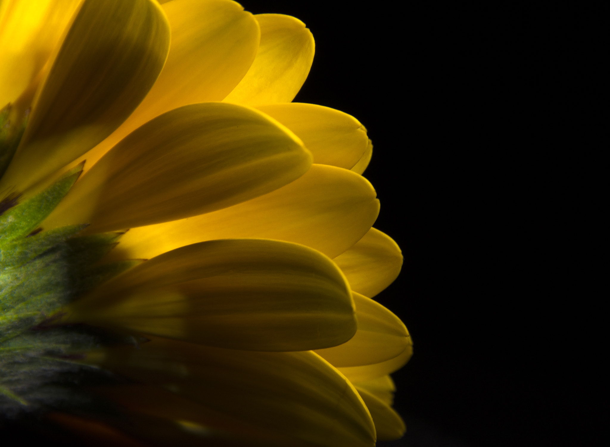 Sigma 18-250mm F3.5-6.3 DC OS HSM sample photo. Flower power... photography