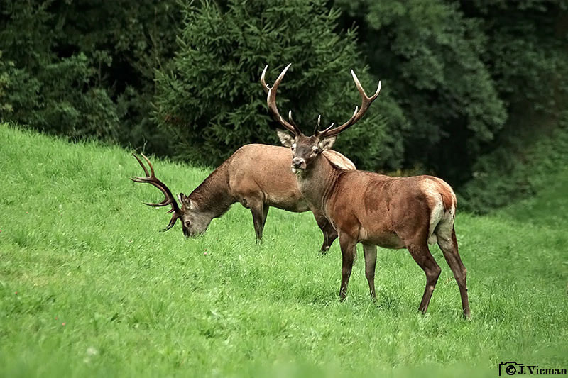 Pentax K10D + Sigma sample photo. Deer photography