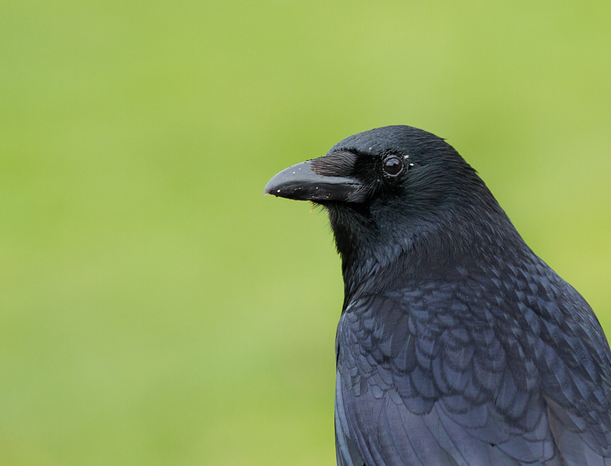 Canon EOS 7D + Canon EF 200mm F2.8L II USM sample photo. Rabenkrähe im portrait photography