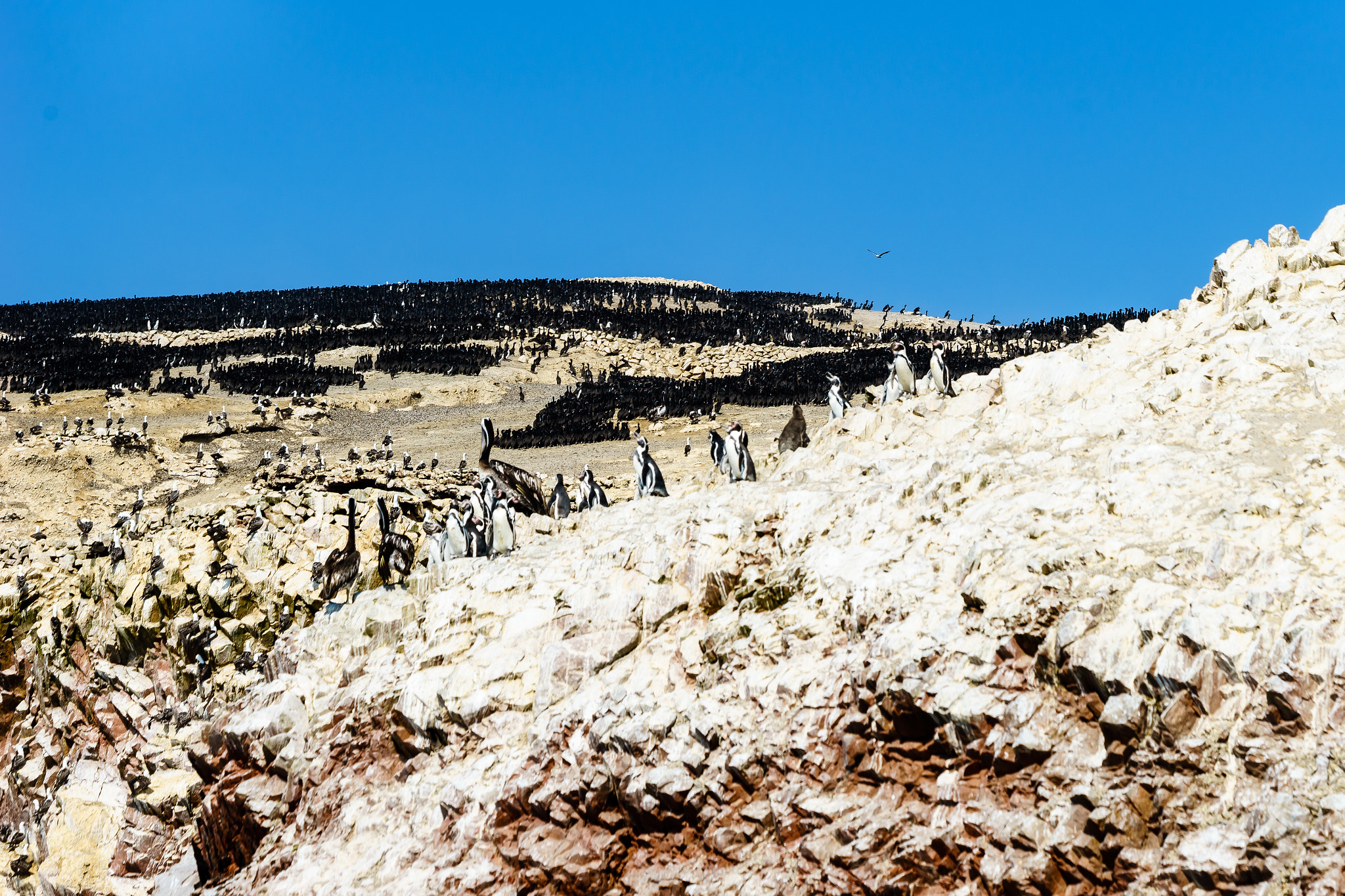 Canon EF 70-300mm F4-5.6 IS USM sample photo. Pingüins photography