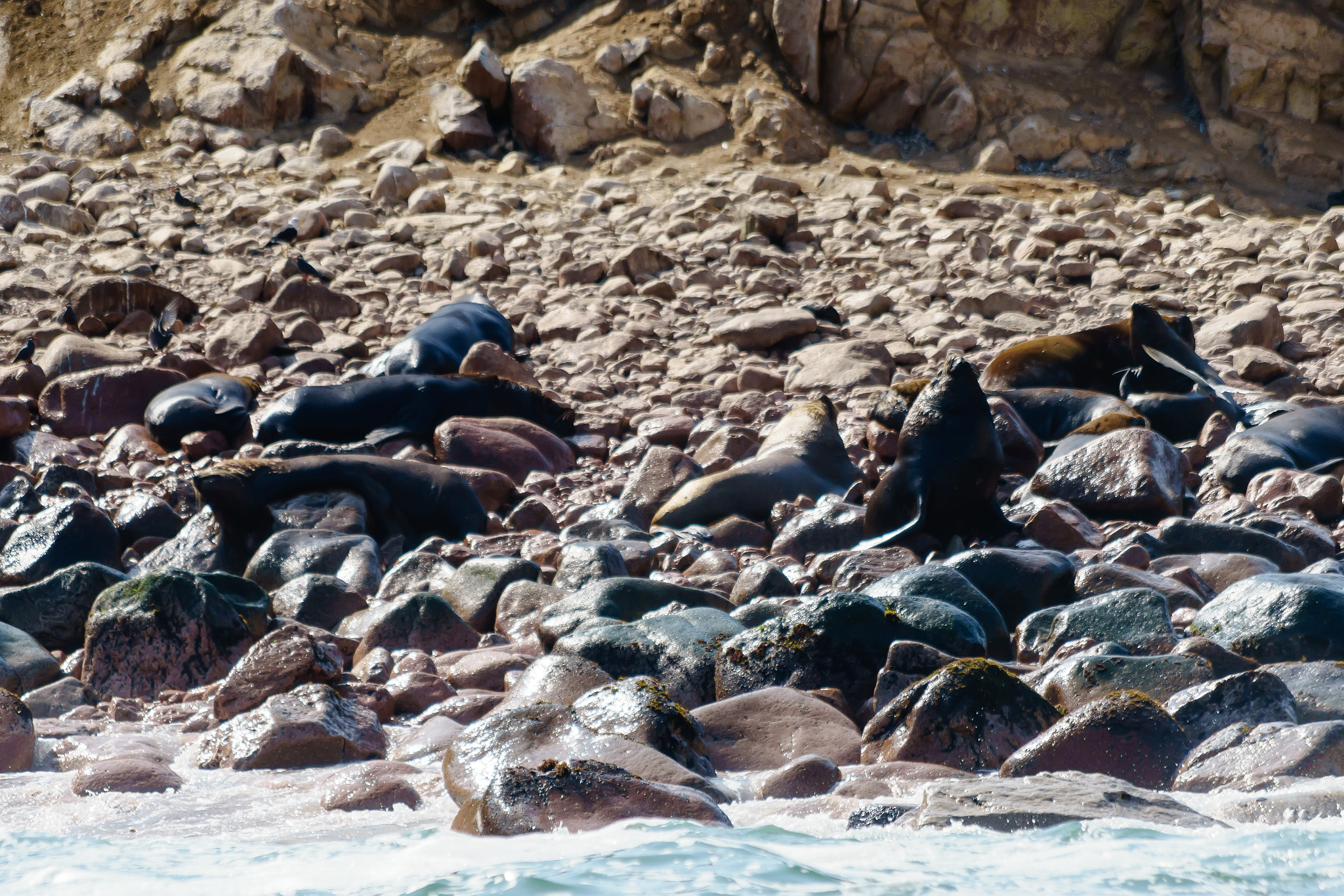 Canon EF 70-300mm F4-5.6 IS USM sample photo. Lobos marins 1 photography