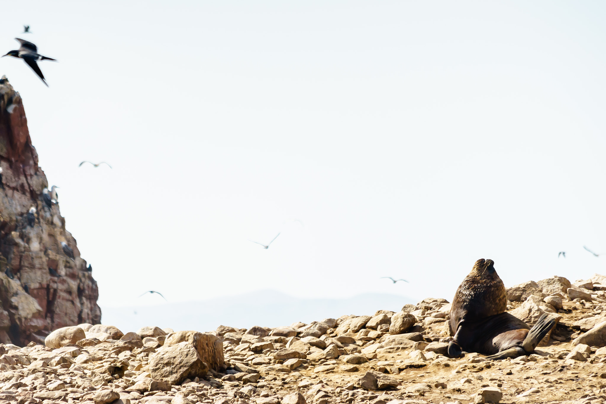 Canon EF 70-300mm F4-5.6 IS USM sample photo. Viello lobo marin photography