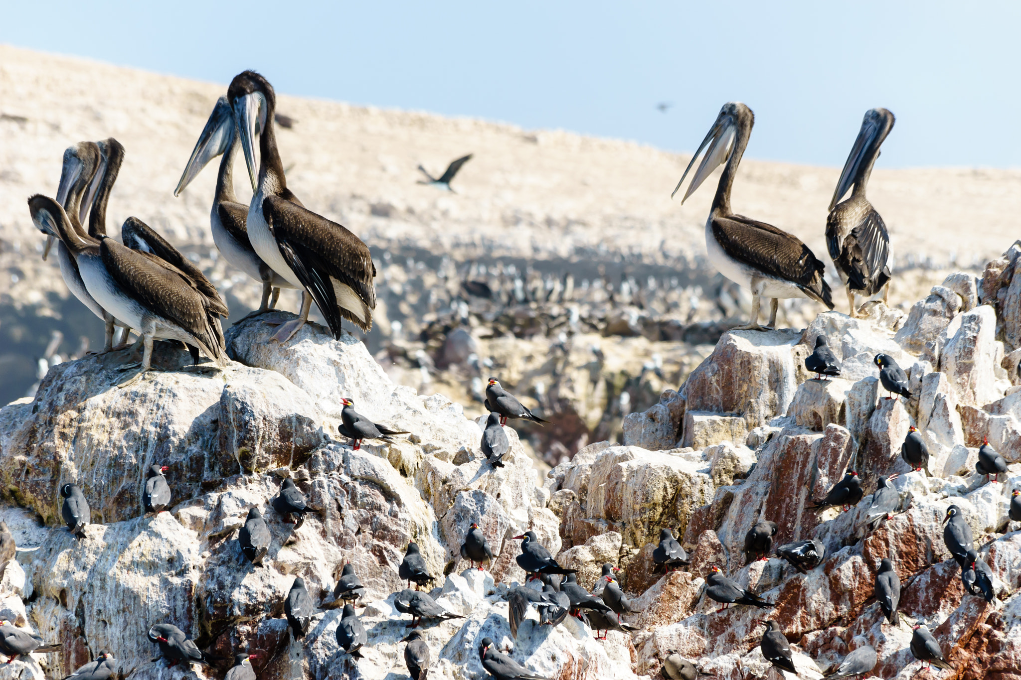 Canon EF 70-300mm F4-5.6 IS USM sample photo. Pelicans 2 photography