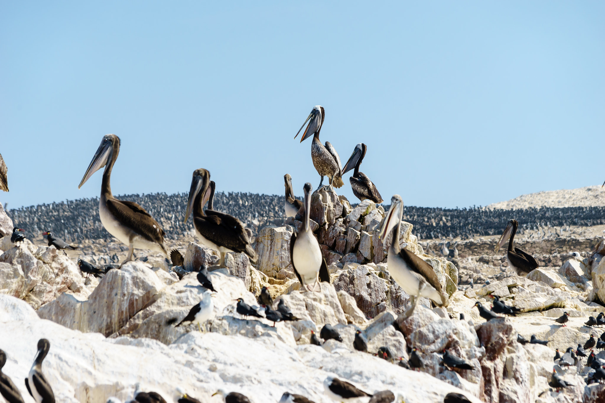 Canon EF 70-300mm F4-5.6 IS USM sample photo. Pelicans 3 photography