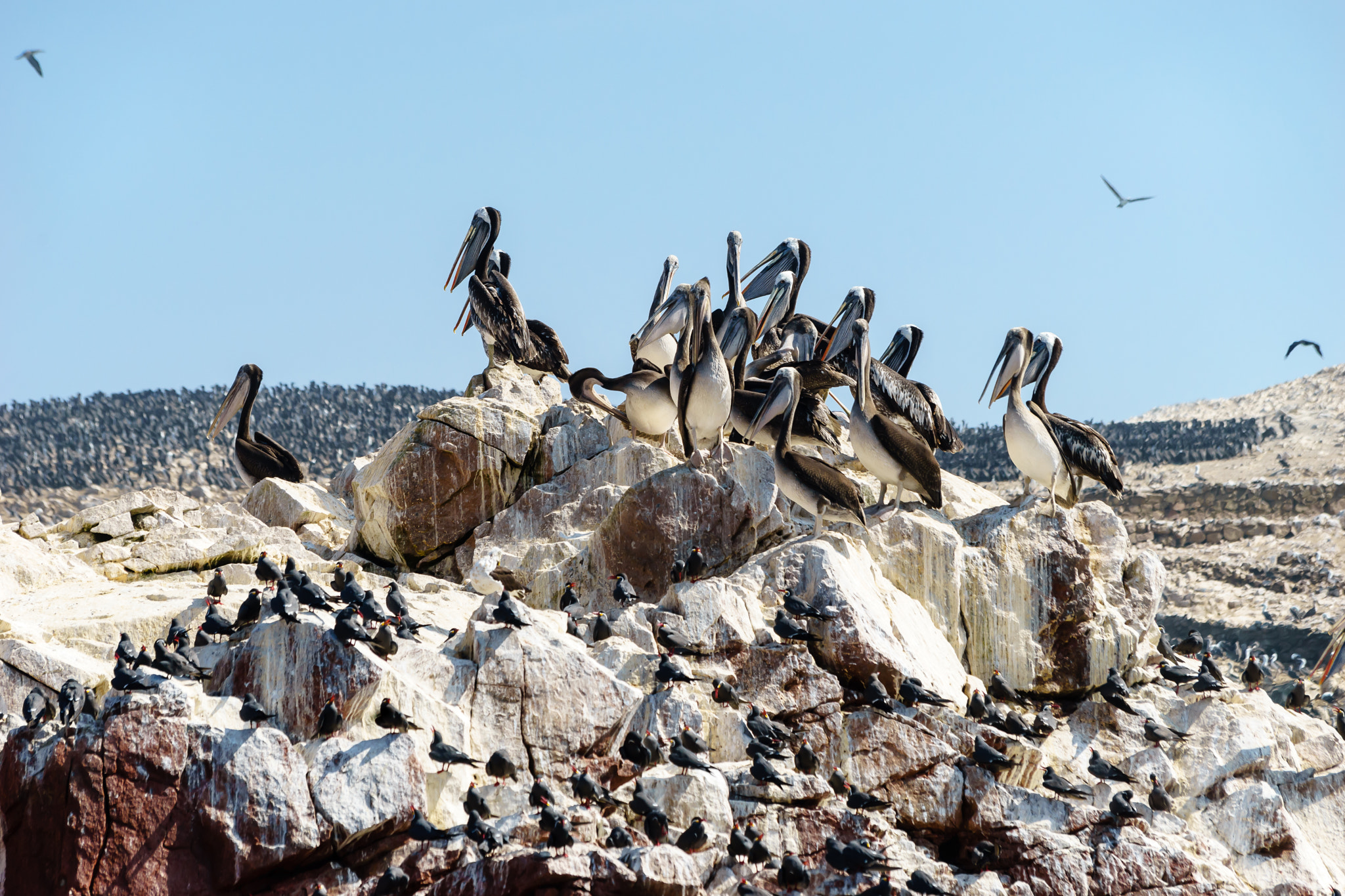 Canon EF 70-300mm F4-5.6 IS USM sample photo. Pelicans 4 photography