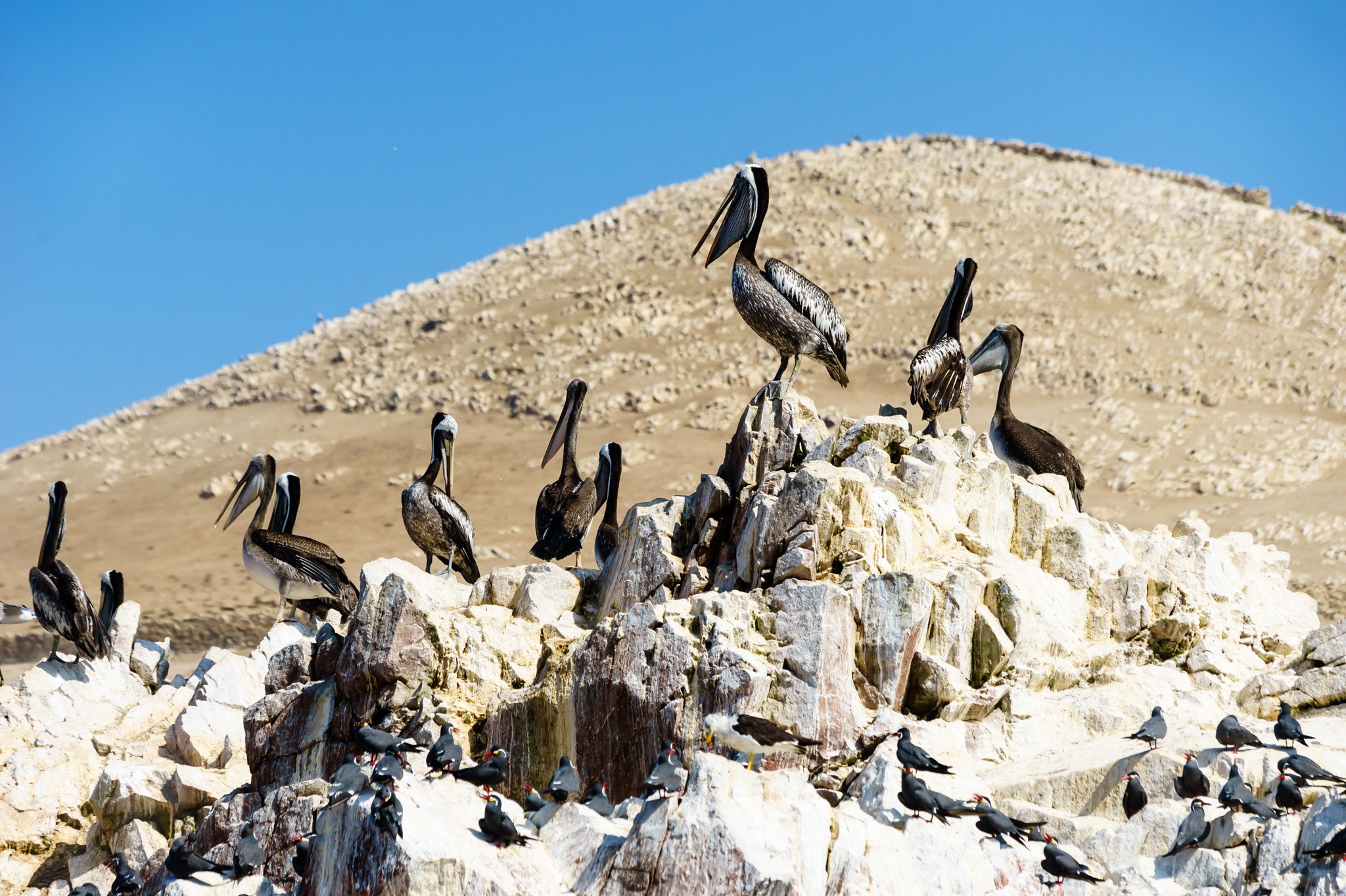 Canon EF 70-300mm F4-5.6 IS USM sample photo. Pelicans 5 photography