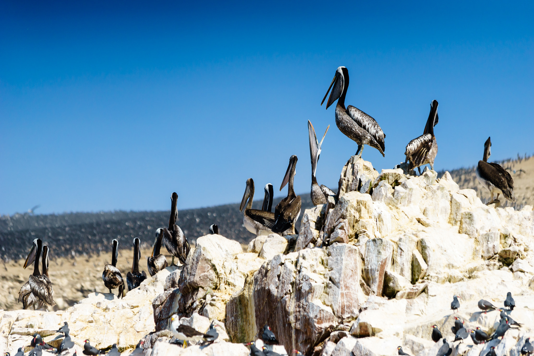 Canon EF 70-300mm F4-5.6 IS USM sample photo. Pelicans 6 photography