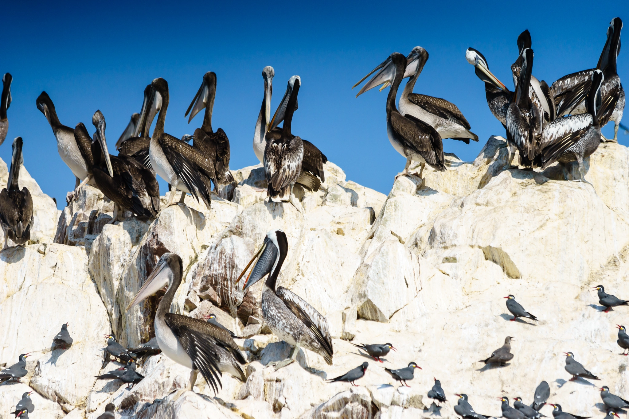 Canon EF 70-300mm F4-5.6 IS USM sample photo. Pelicans 7 photography