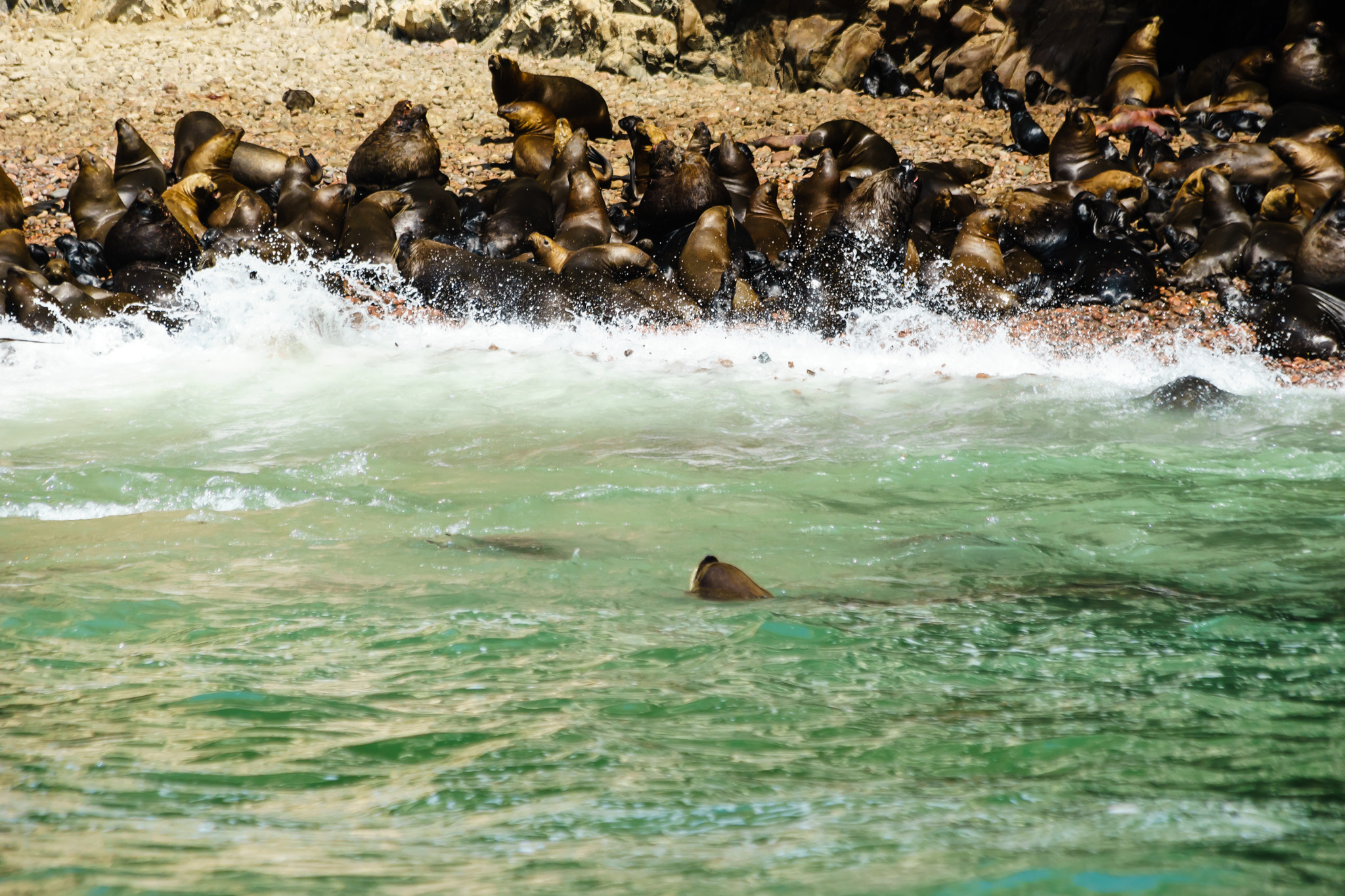 Canon EF 70-300mm F4-5.6 IS USM sample photo. Lobos marins 3 photography