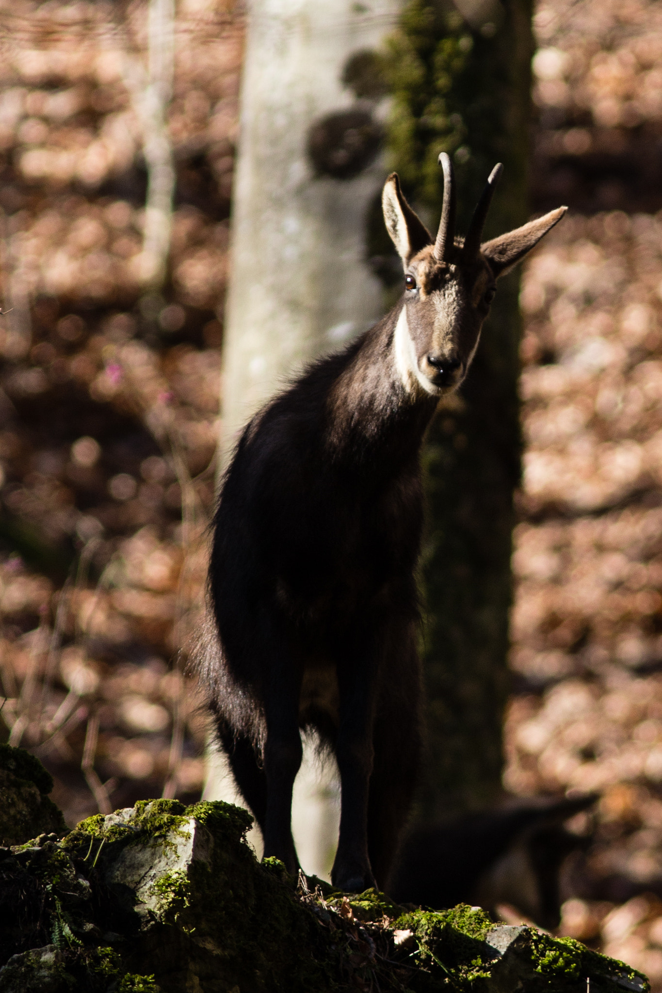 Canon EF 300mm F4L IS USM sample photo. Gämse im wald photography