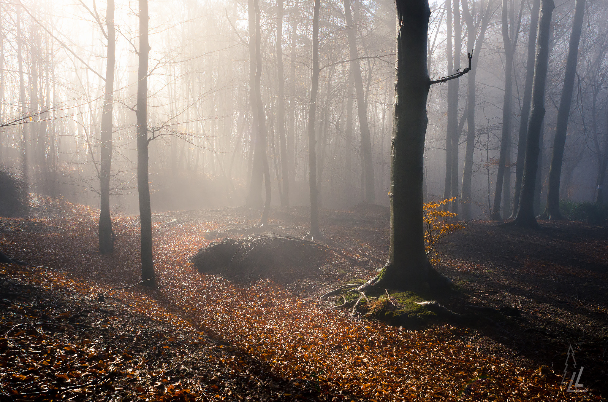 Nikon D7000 + Nikon AF Nikkor 20mm F2.8D sample photo. Enchanted wood photography