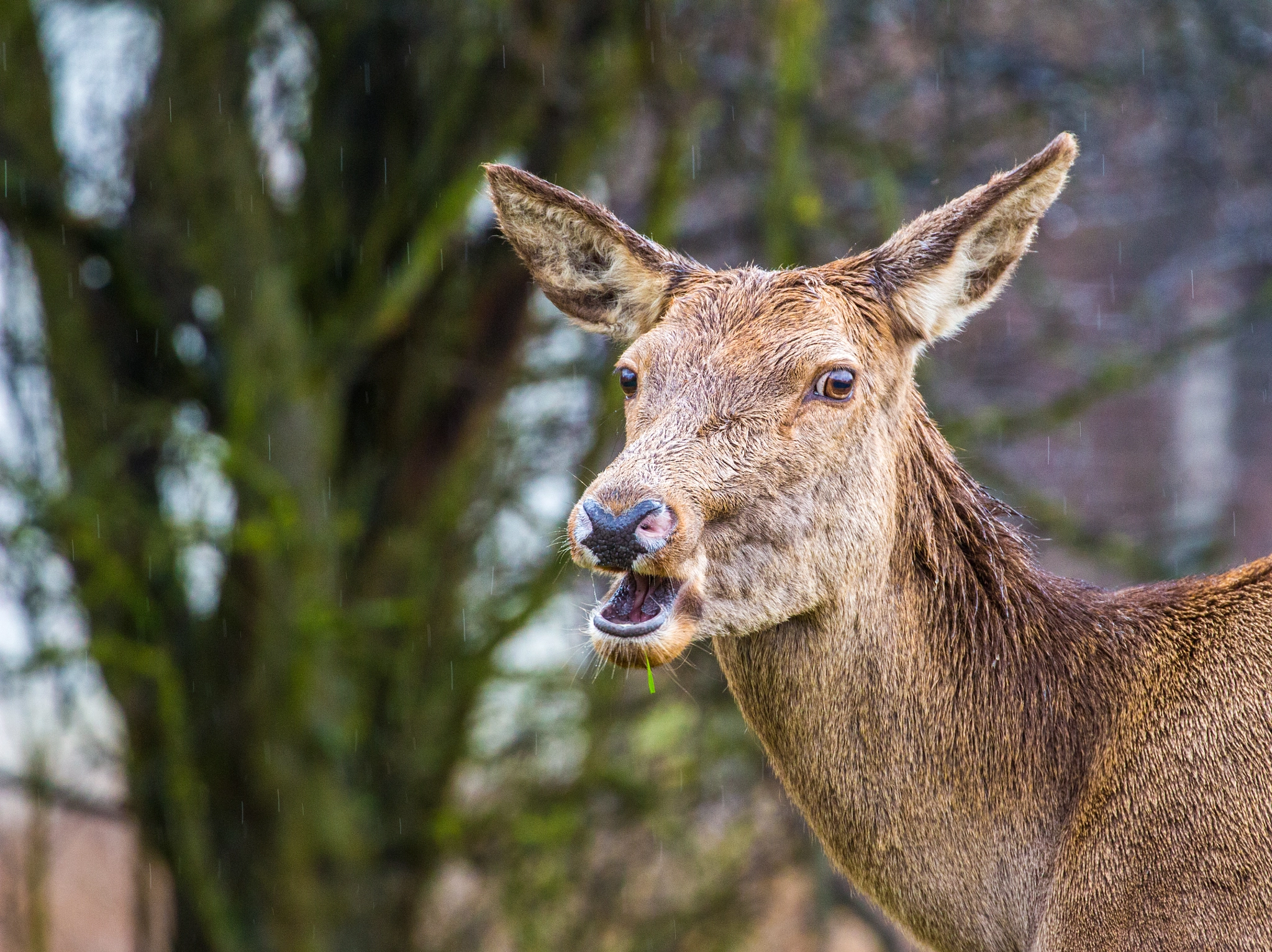 Canon EF 70-300mm F4-5.6L IS USM sample photo. Oh deer photography