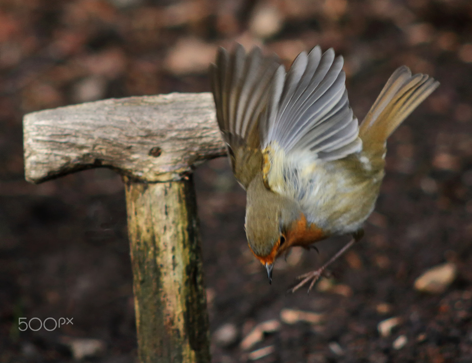 Canon EF 200mm F2.8L II USM sample photo. Landing robin photography