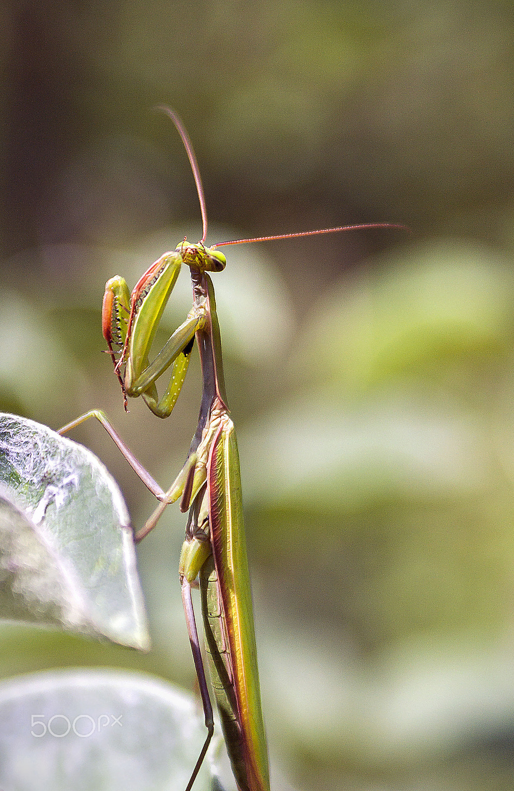 Canon EF 28-90mm f/4-5.6 USM sample photo. Hi, how are you? photography