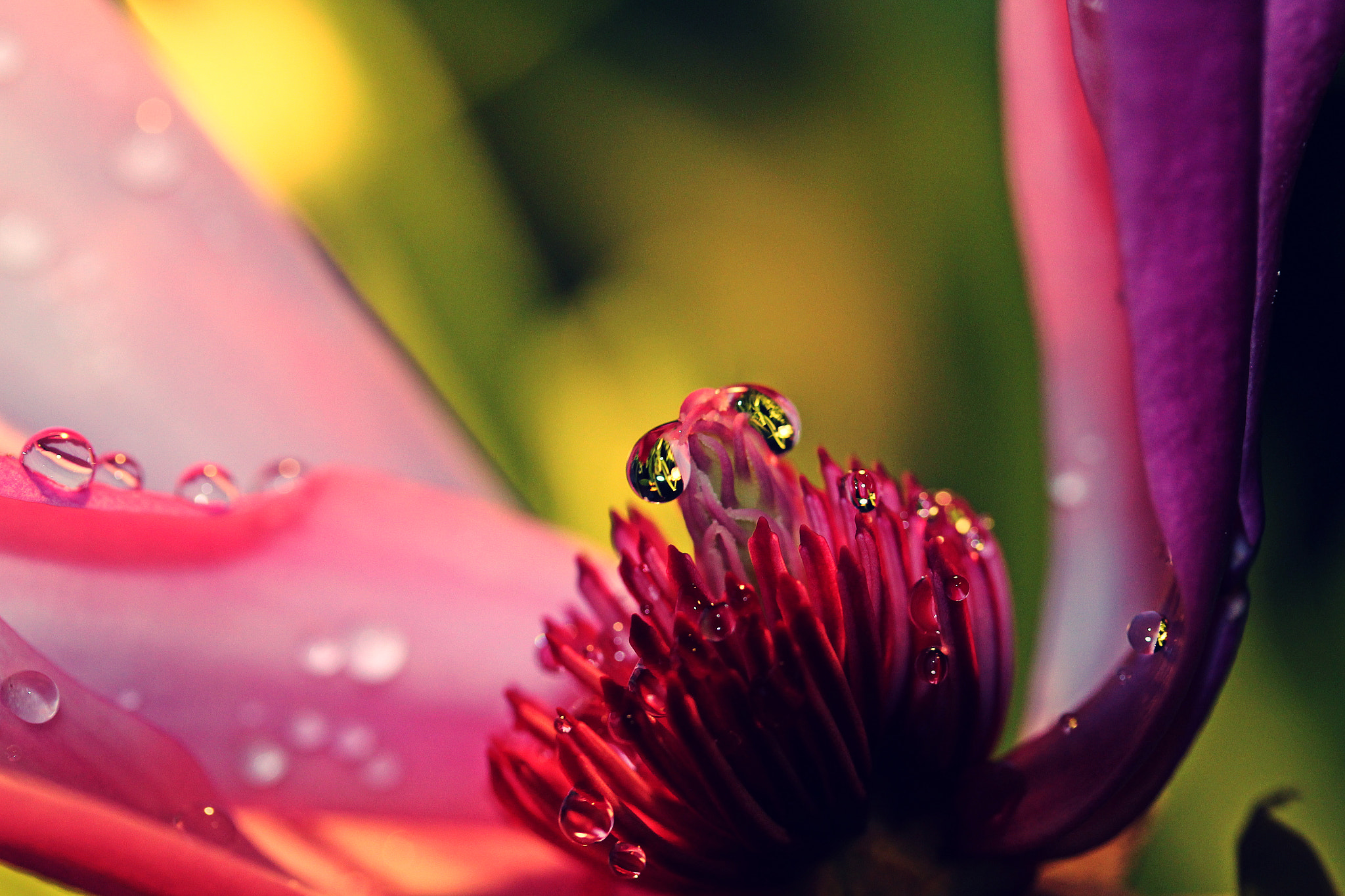 Canon EF-S 60mm F2.8 Macro USM sample photo. Window flower photography