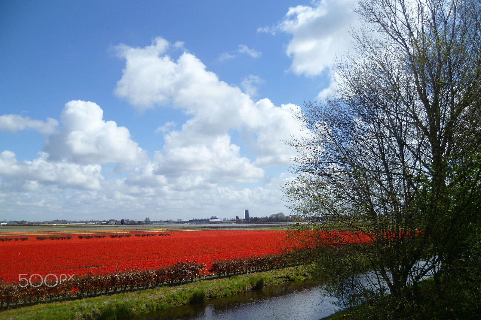 Panasonic DMC-FS11 sample photo. Field of tulips photography
