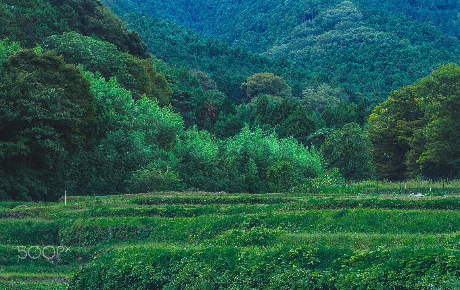 Pentax smc DA* 50-135mm F2.8 ED (IF) SDM sample photo. Rice field photography
