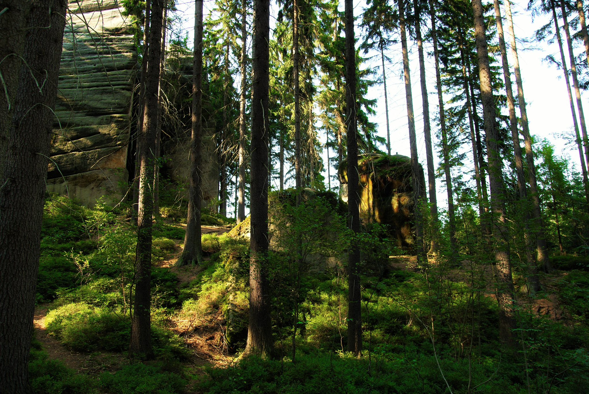 Sony Alpha DSLR-A300 sample photo. Forest photography