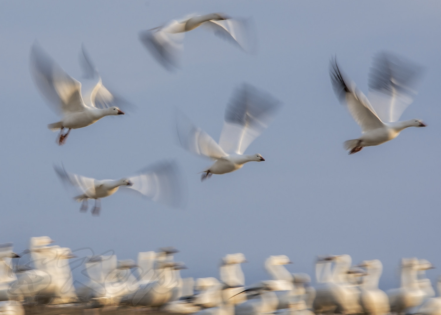 Nikon D7200 + Sigma 500mm F4.5 EX DG HSM sample photo. Motion (snow geese in flight - unedited) photography