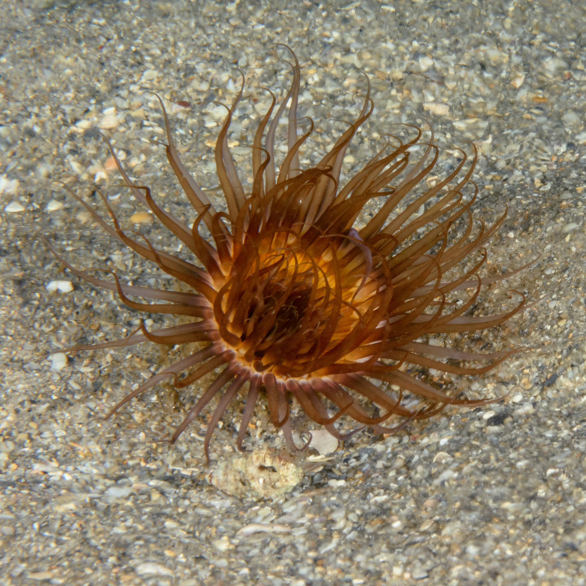 Nikon AF-S Micro-Nikkor 60mm F2.8G ED sample photo. Anemone photography