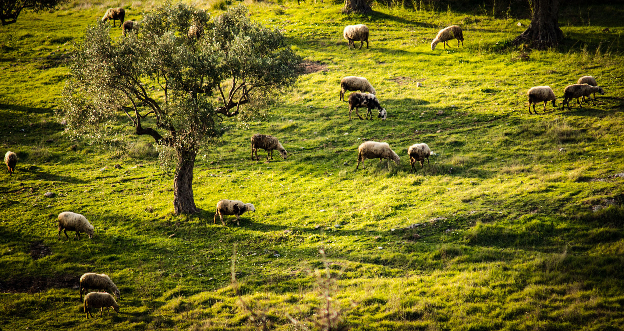 Nikon D800 + AF Zoom-Nikkor 70-210mm f/4 sample photo. 2016 b.c ? 2016 a.d. ? photography