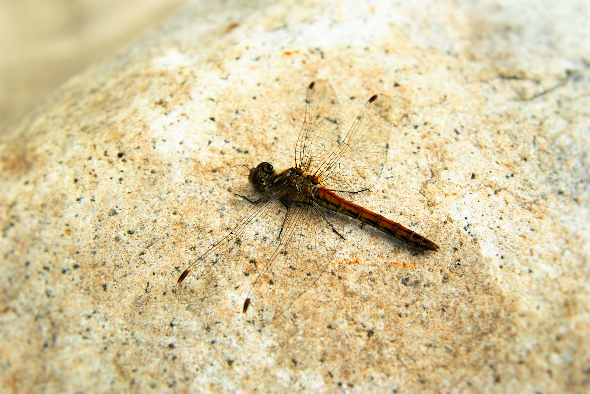 Sony Alpha DSLR-A300 + Tamron SP AF 17-50mm F2.8 XR Di II LD Aspherical (IF) sample photo. Dragonfly photography