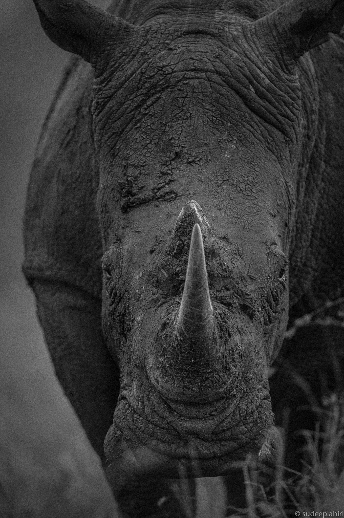 Nikon D300S + Nikon AF-S Nikkor 400mm F2.8G ED VR II sample photo. A white rhino in black and white! photography