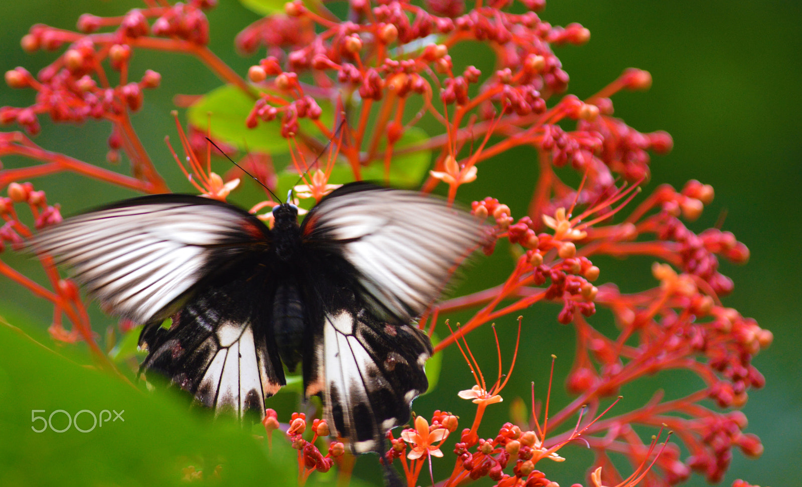 Sigma 120-400mm F4.5-5.6 DG OS HSM sample photo. Kupu kupu photography