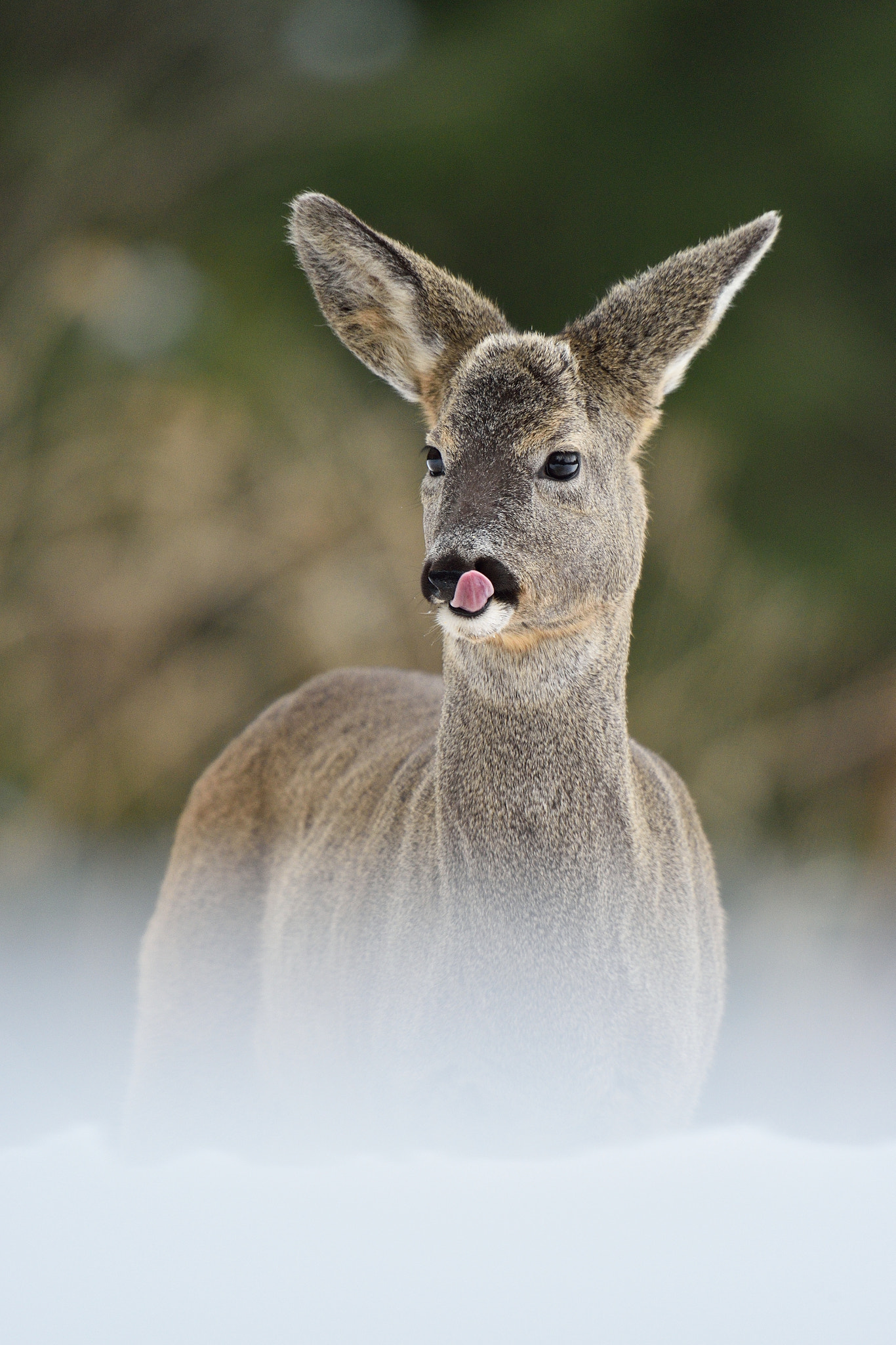 Nikon D4S + Nikon AF-S Nikkor 400mm F2.8G ED VR II sample photo. Roe deer cleaning its nose photography