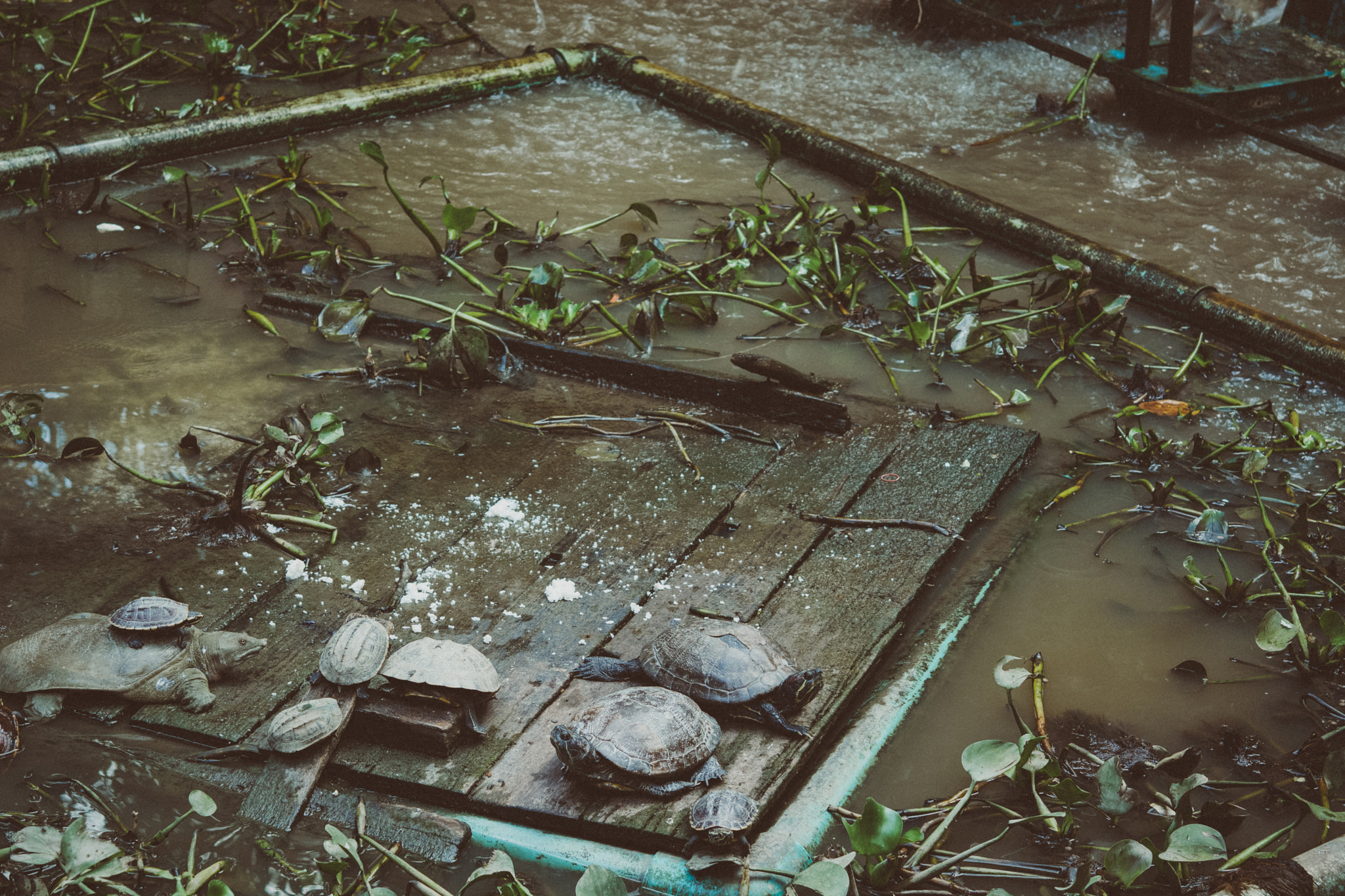 Nikon AF-S Micro-Nikkor 60mm F2.8G ED sample photo. Aquatic turtles in the pond. photography