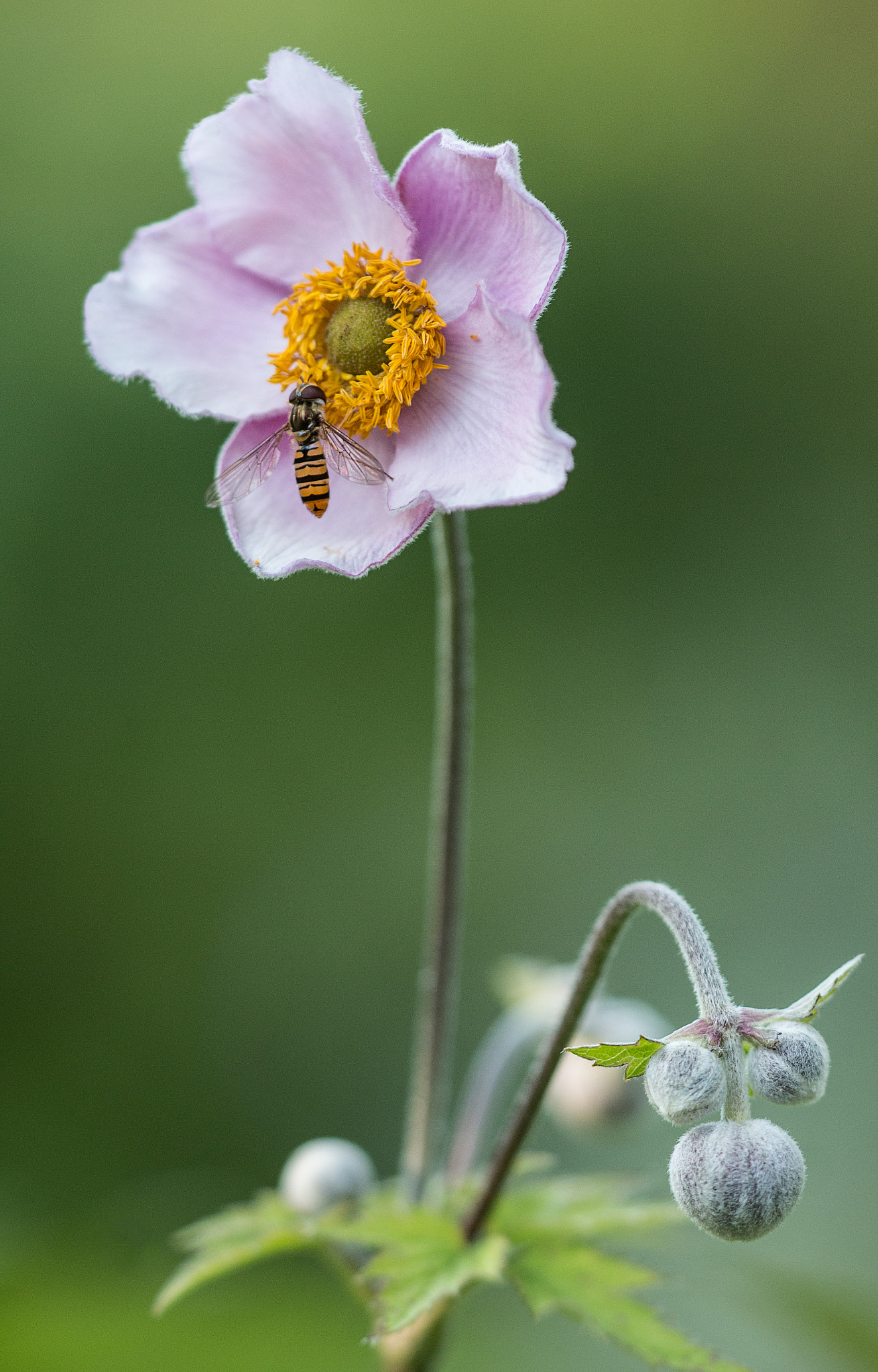 Sigma APO Macro 150mm f/2.8 EX DG HSM sample photo. Fly-inn photography