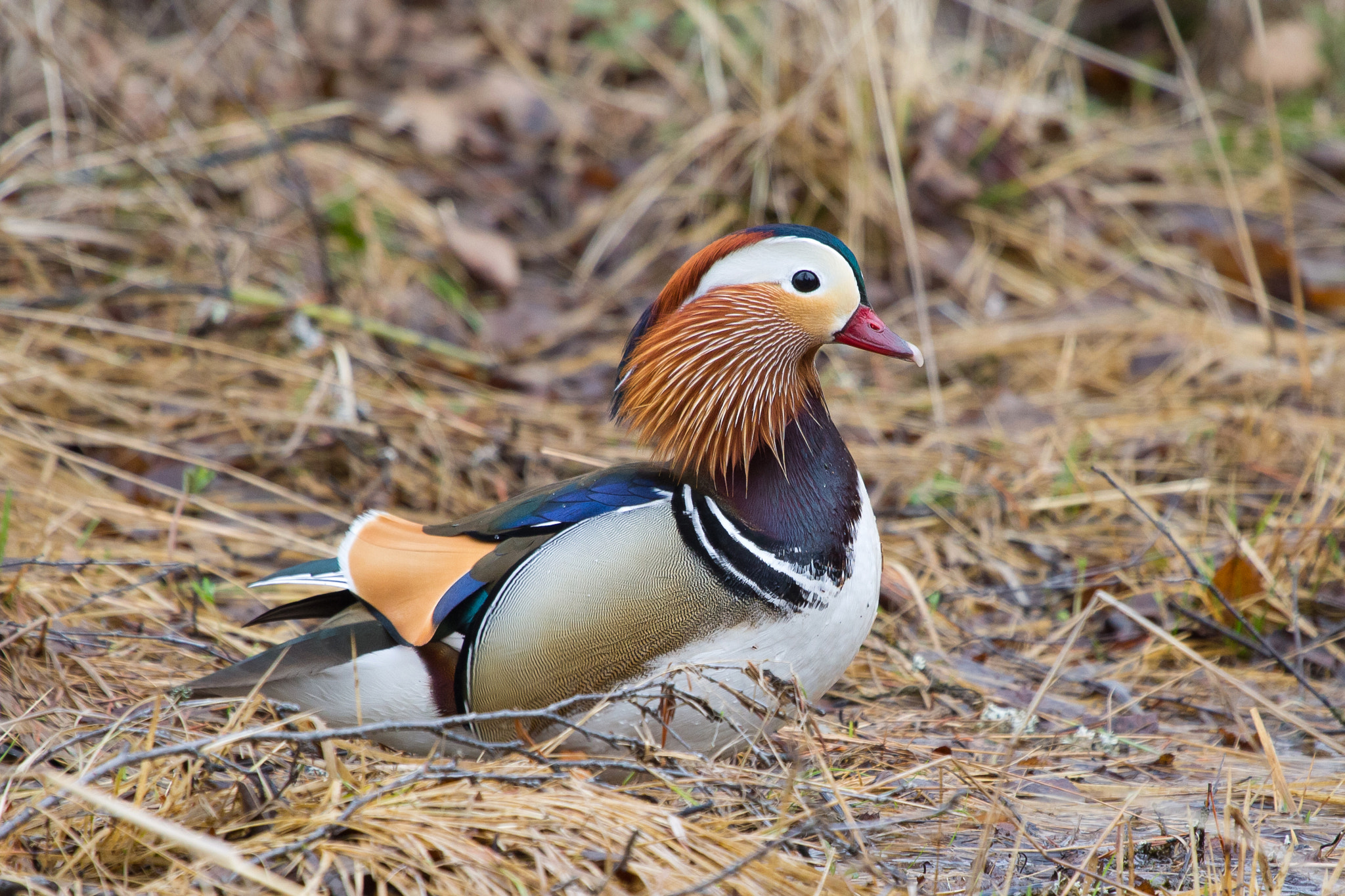 Canon EF 100-400mm F4.5-5.6L IS USM sample photo. Foreign mandarin duck photography