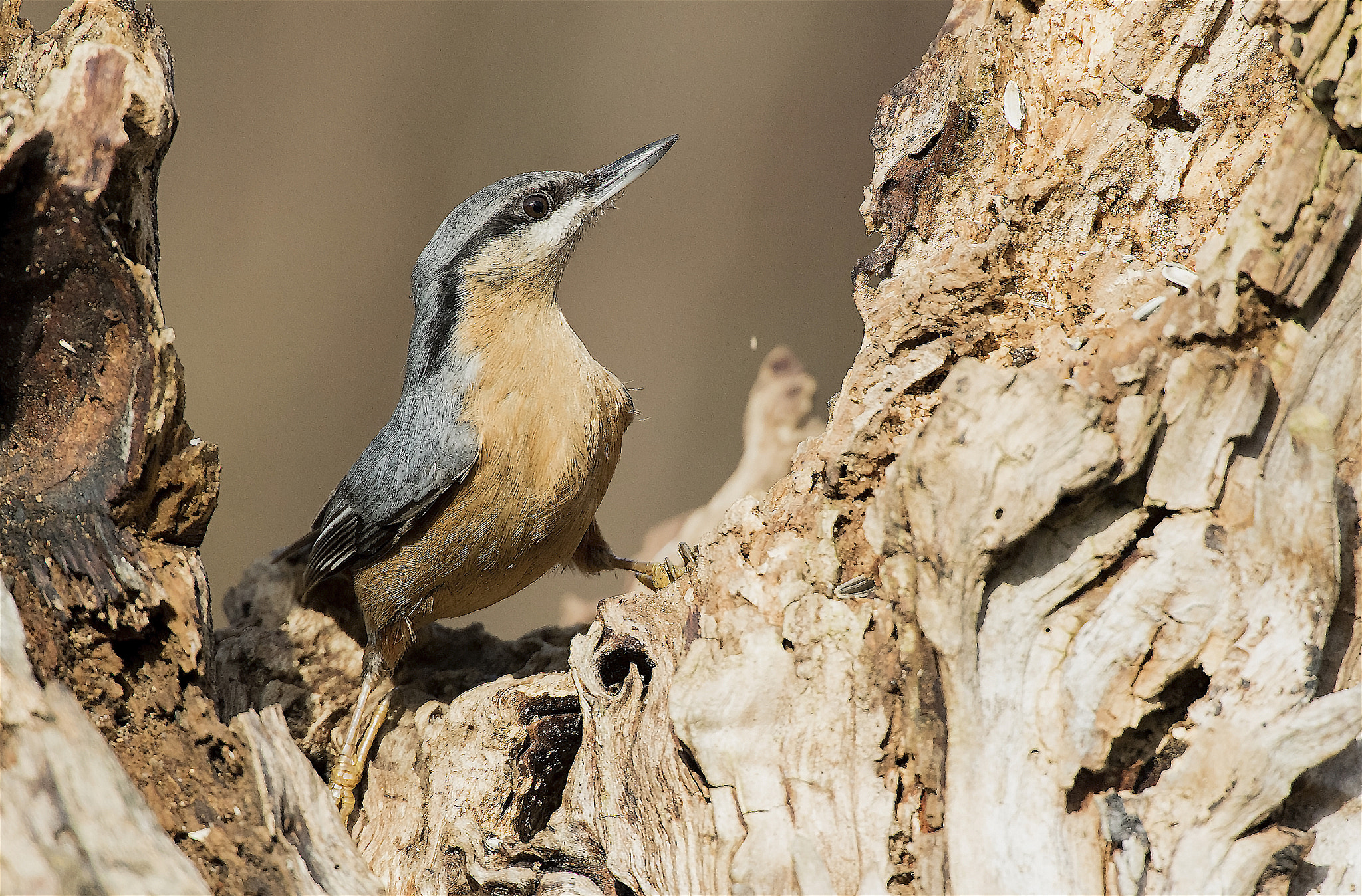 Canon EF 300mm F2.8L IS II USM sample photo. Picchio photography