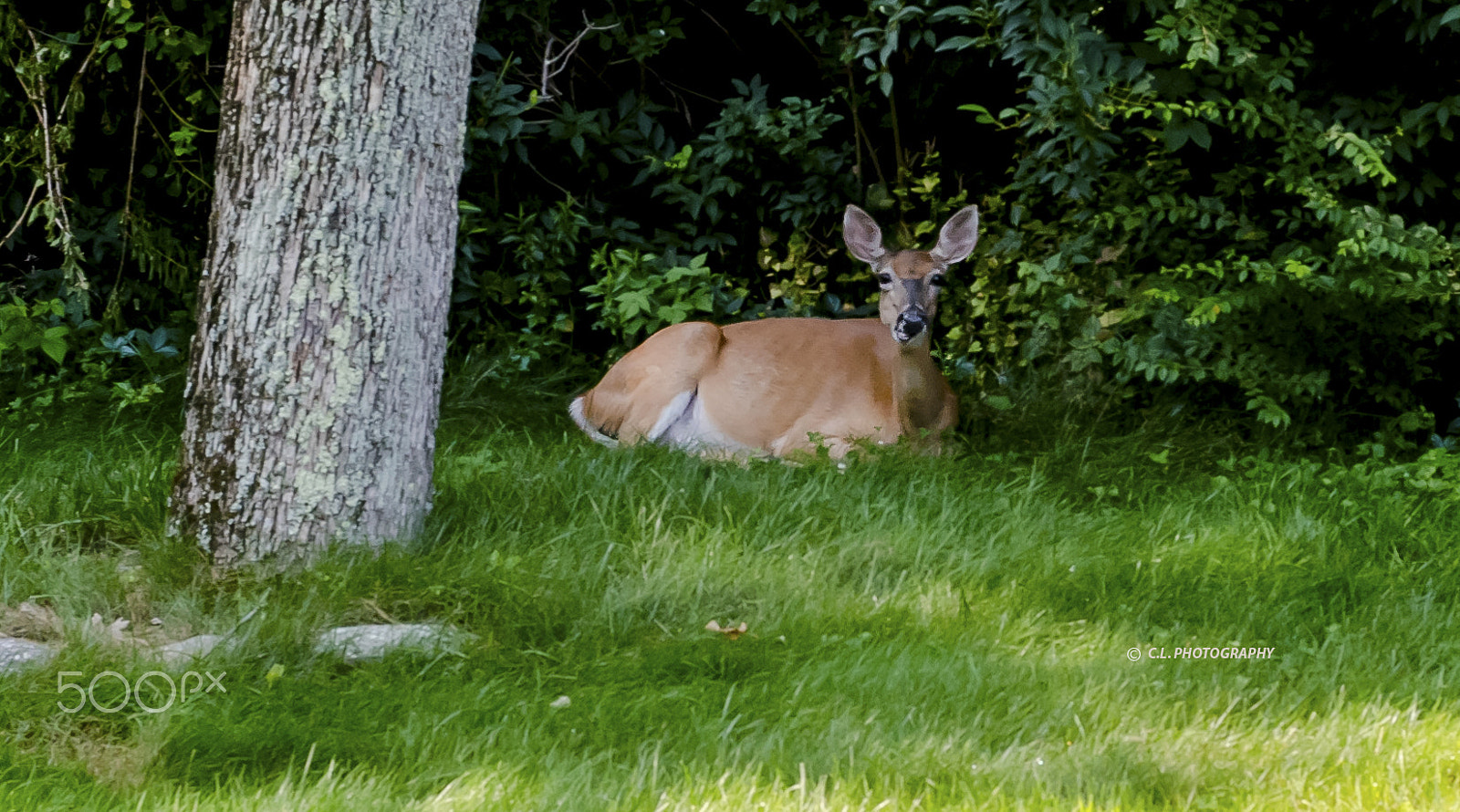 ZEISS Planar T* 50mm F1.4 sample photo. Deer resting on front yard photography