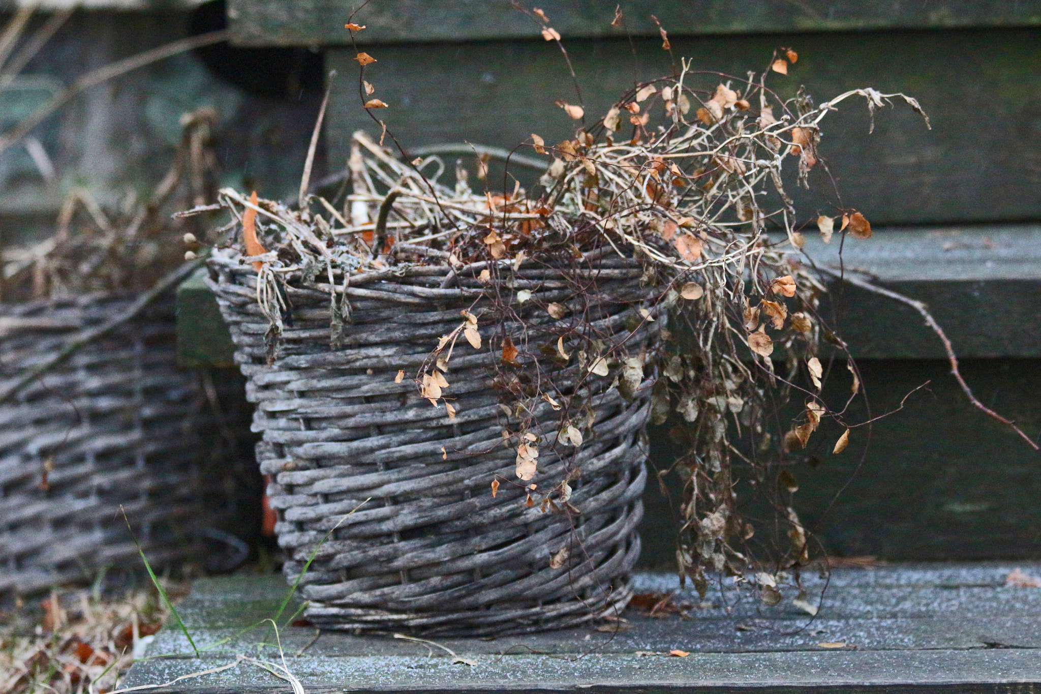Canon EOS 100D (EOS Rebel SL1 / EOS Kiss X7) sample photo. Old basket with dried flowers.jpg photography