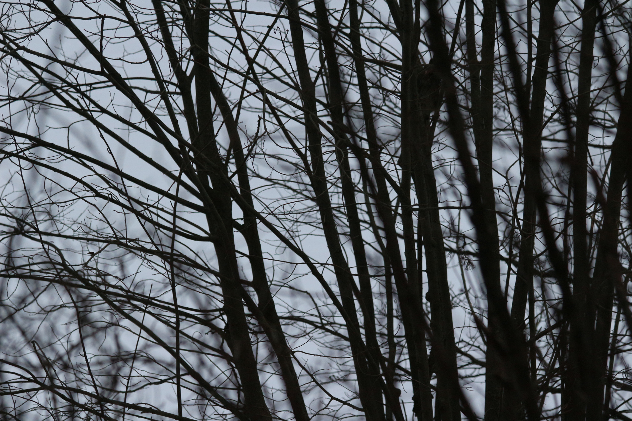 Canon EOS 100D (EOS Rebel SL1 / EOS Kiss X7) sample photo. Baw trees.jpg photography
