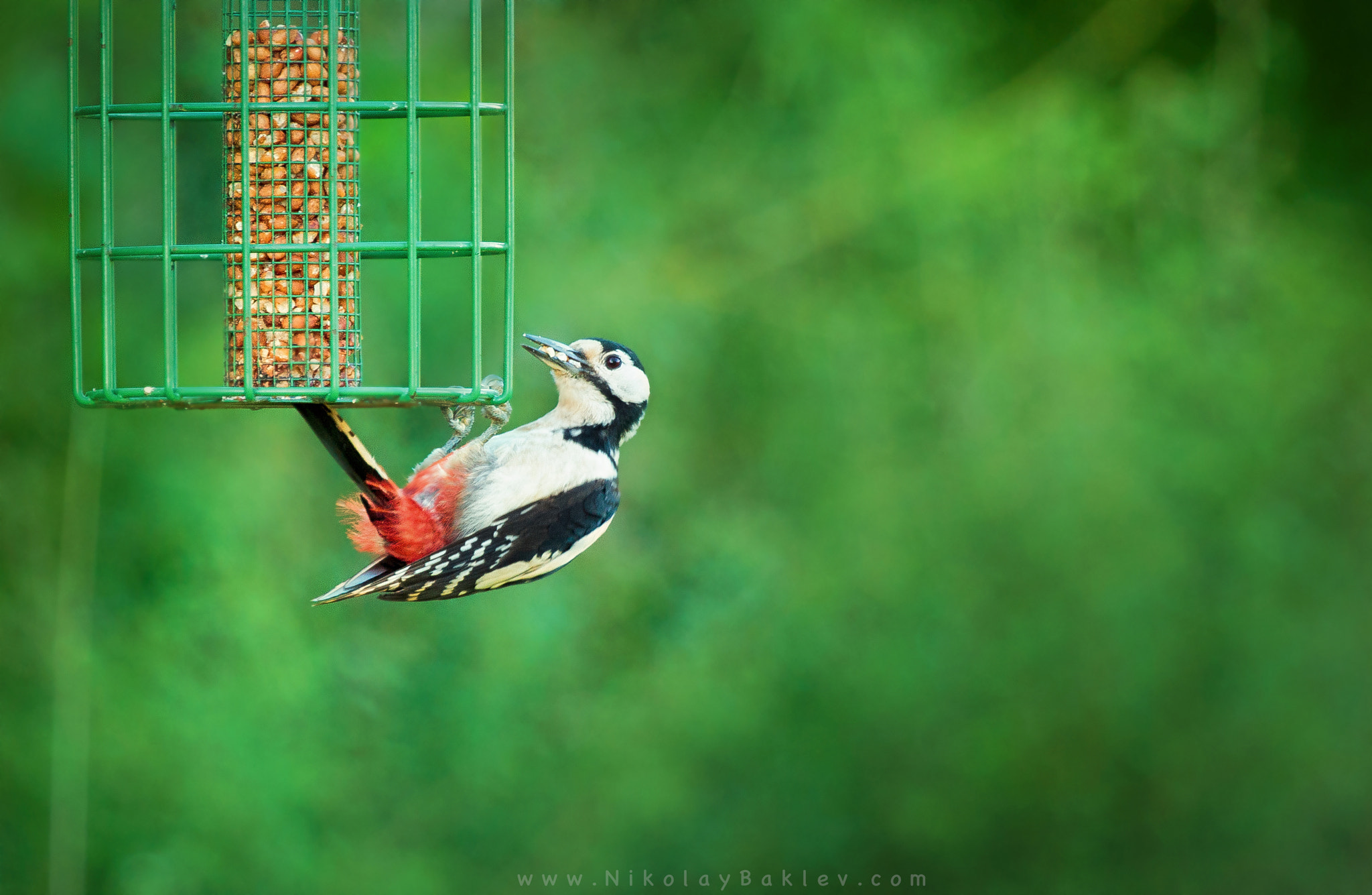 Canon EF 100-400mm F4.5-5.6L IS USM sample photo. Great spotted woodpeckerr photography