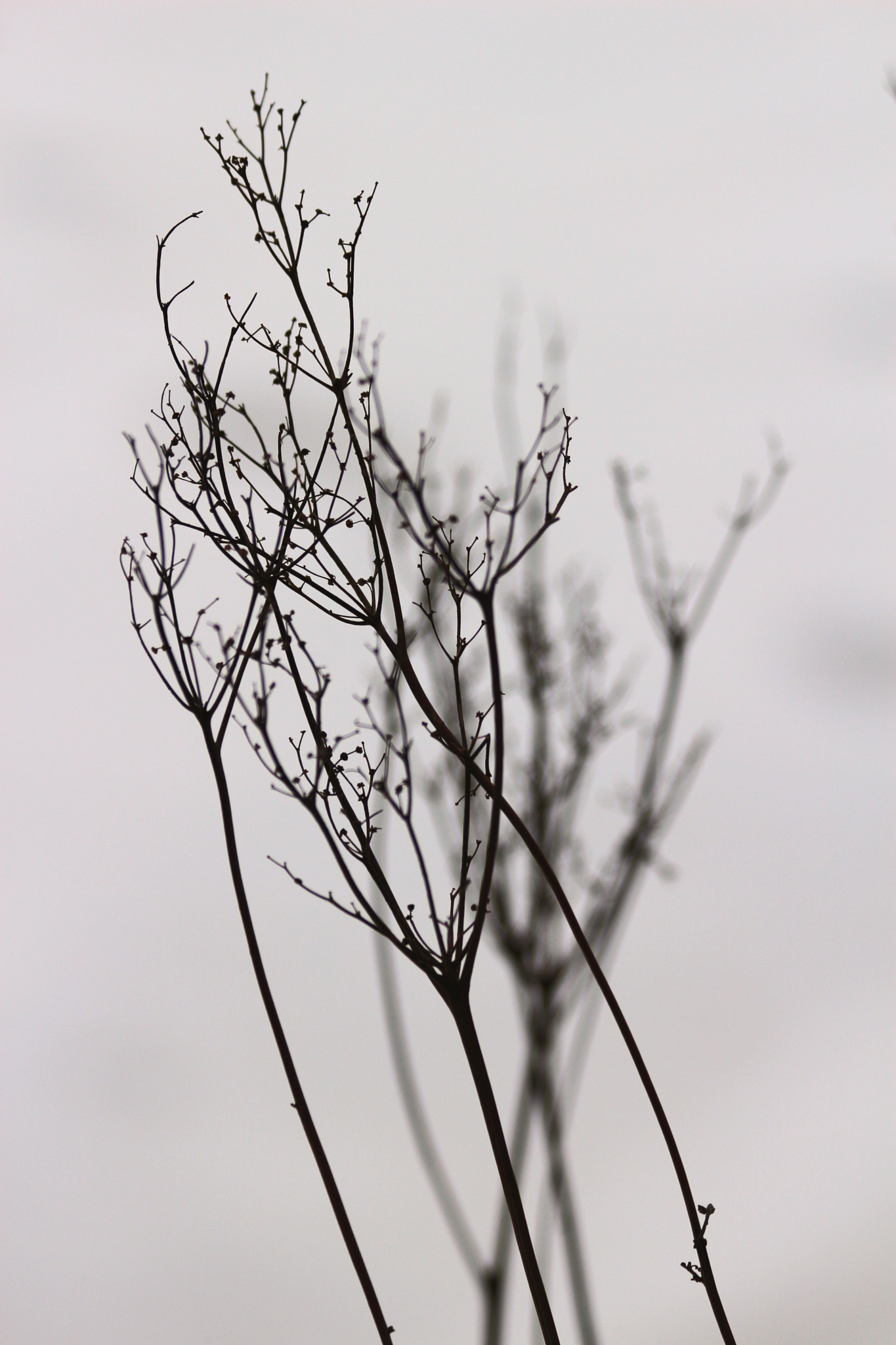 Canon EOS 100D (EOS Rebel SL1 / EOS Kiss X7) sample photo. Soon gone flowers from last summer.jpg photography