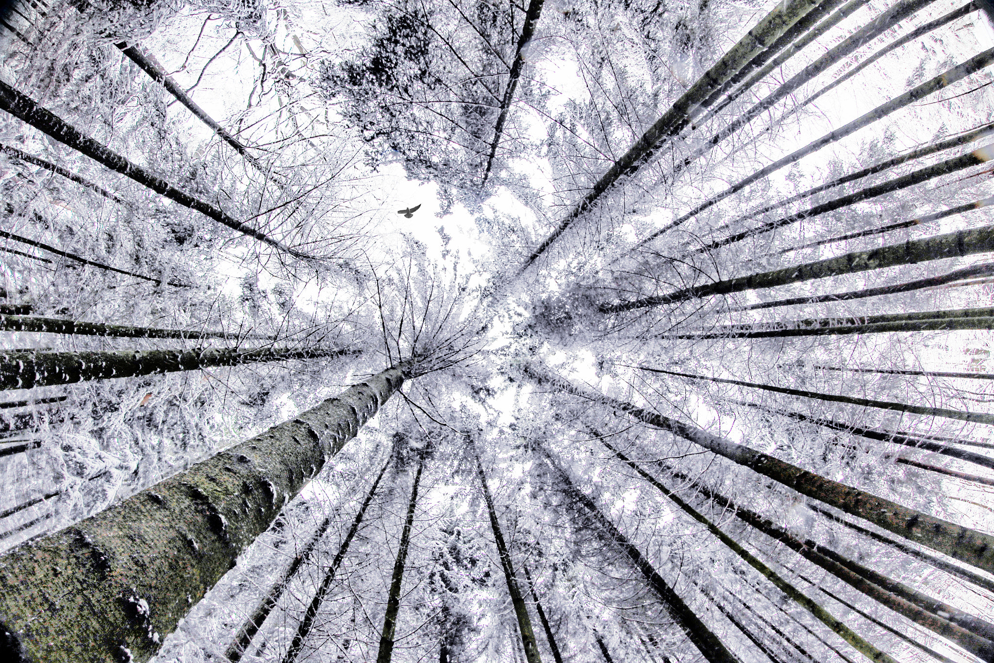 Canon EF 8-15mm F4L Fisheye USM sample photo. Winterwoods photography